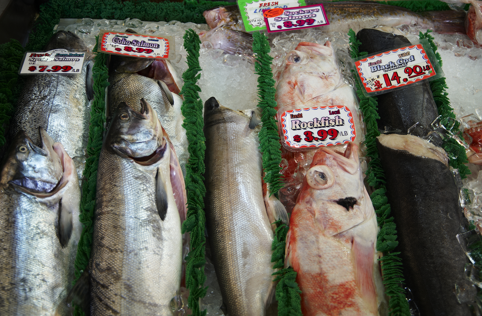 俄罗斯鳕鱼为什么便宜，