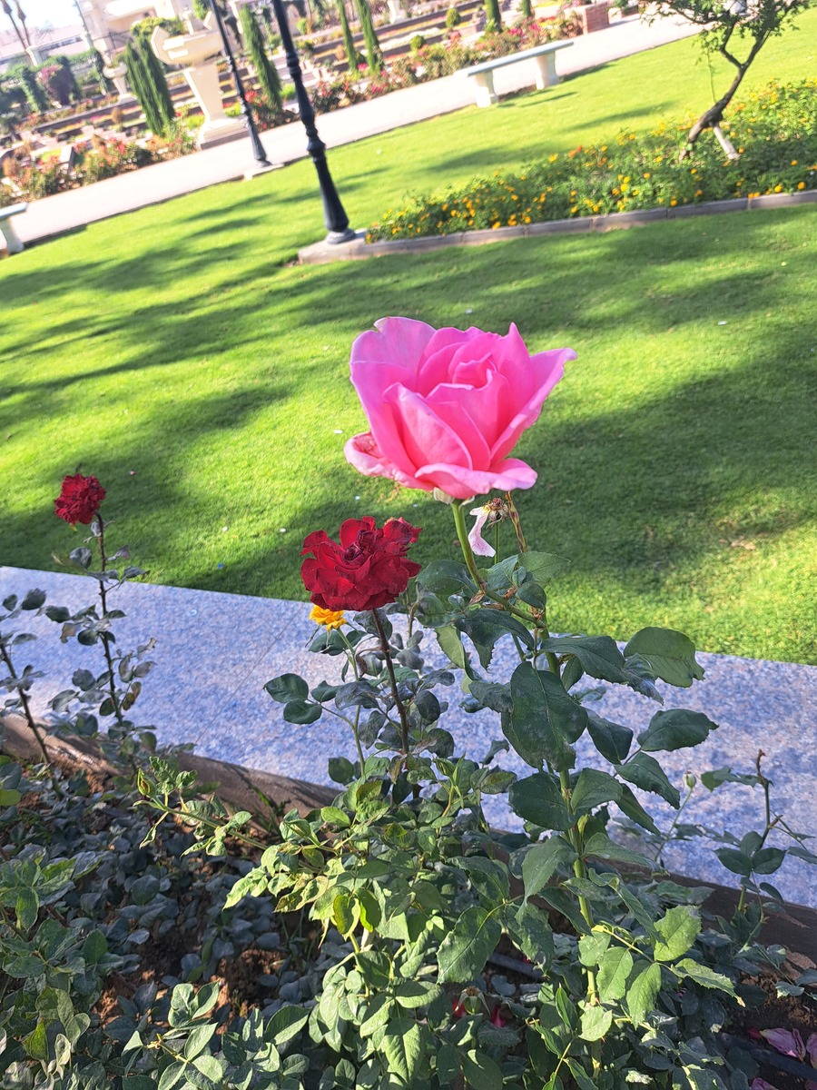 我也是。我祖母过去常种又大又漂亮的玫瑰。他们闻起来很香。你可以在微风中闻到它的味道。它带回了美好的童年记忆。