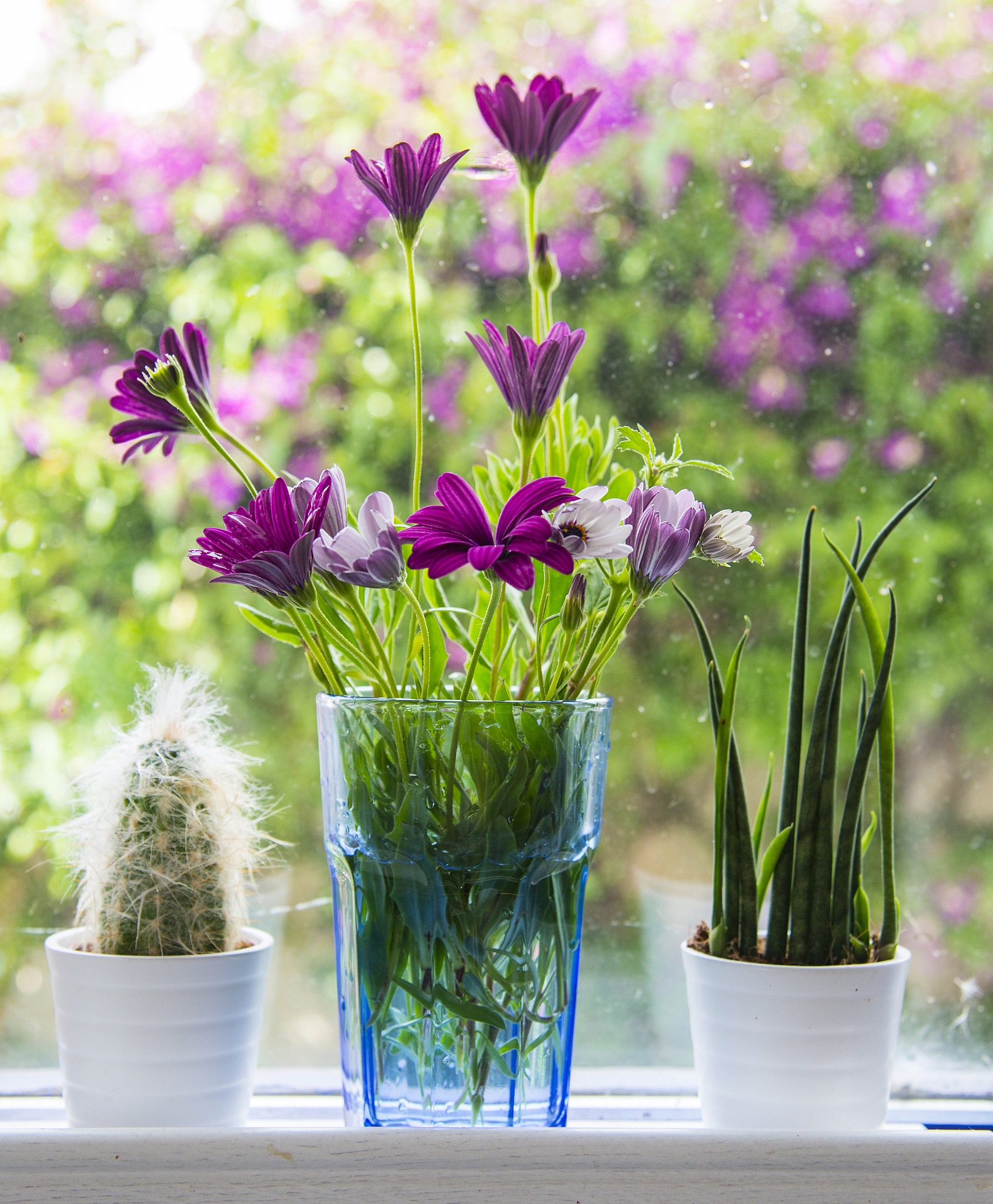 冬天养这5种花浇水容易死管住手才能多开花