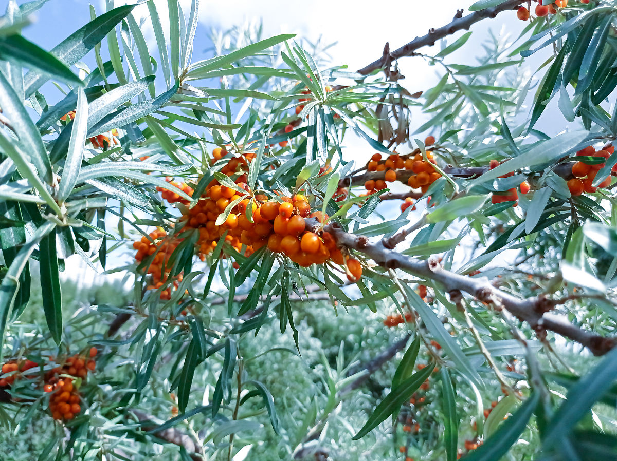 鼎鑫沙棘籽油螺旋藻维生素E软胶囊是否有助于促进身体代谢？