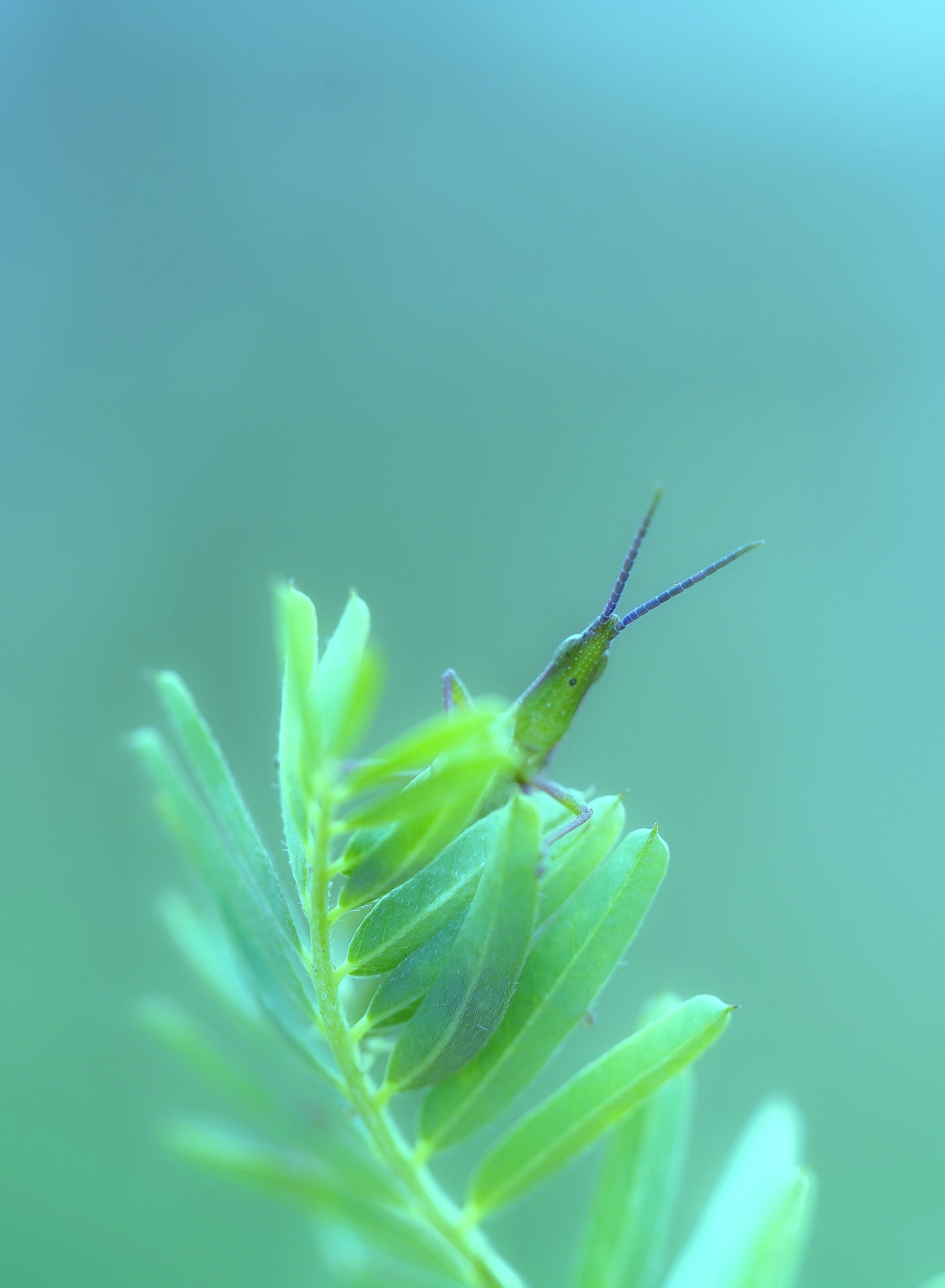 产学合作协同育人项目结论模板