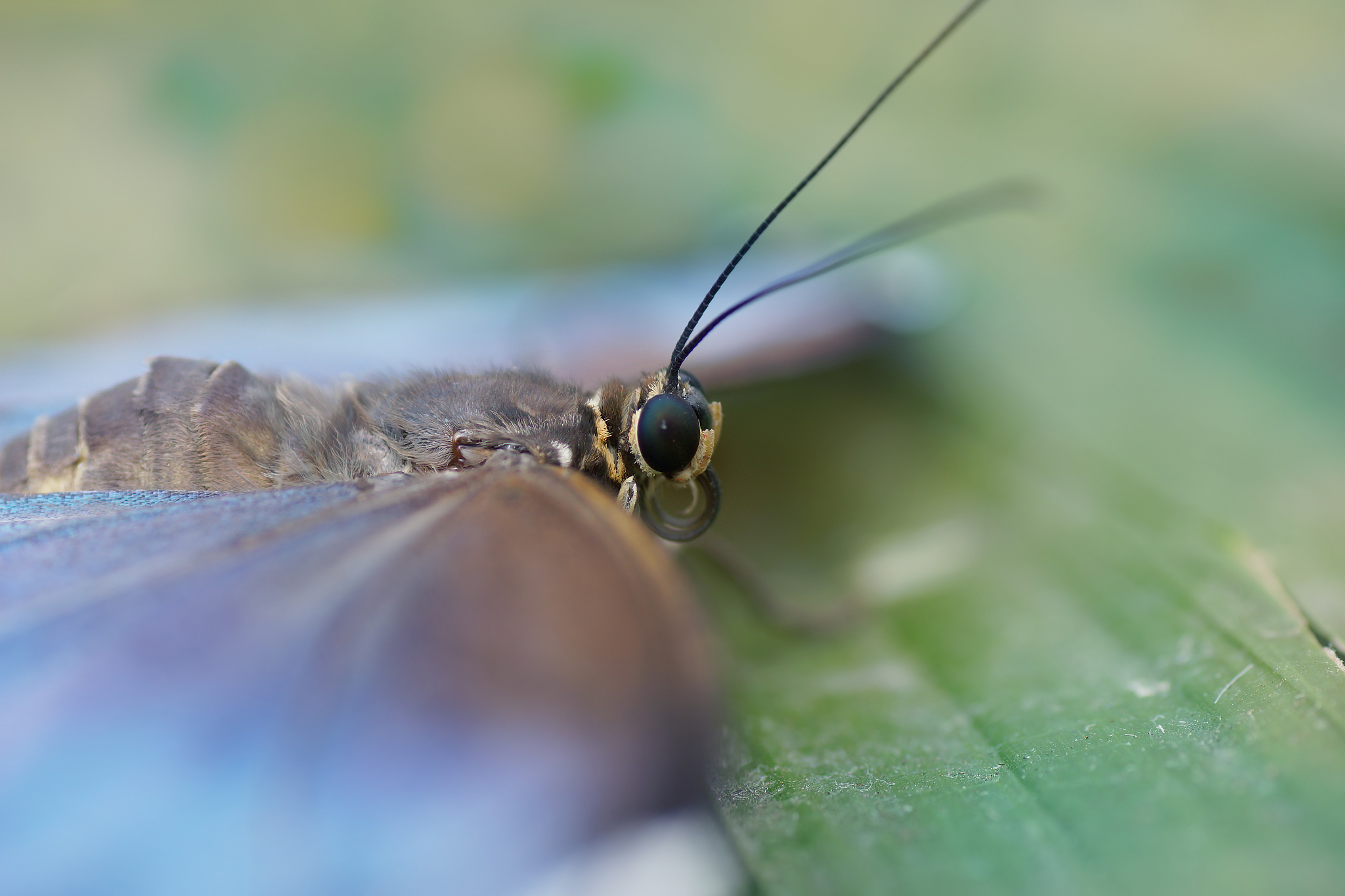macro of morpho butterfly, defocused, blur background