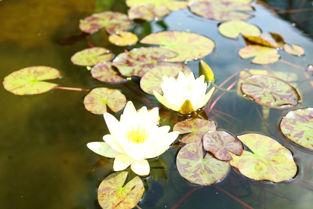 睡莲种植方法：400字详细步骤，教你种出美丽水生植物