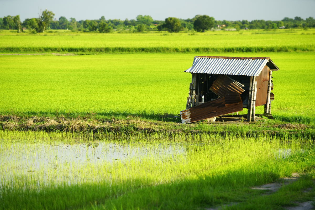 稻田边的温馨民宿 | '稻谷居' 邀您体验田园风光