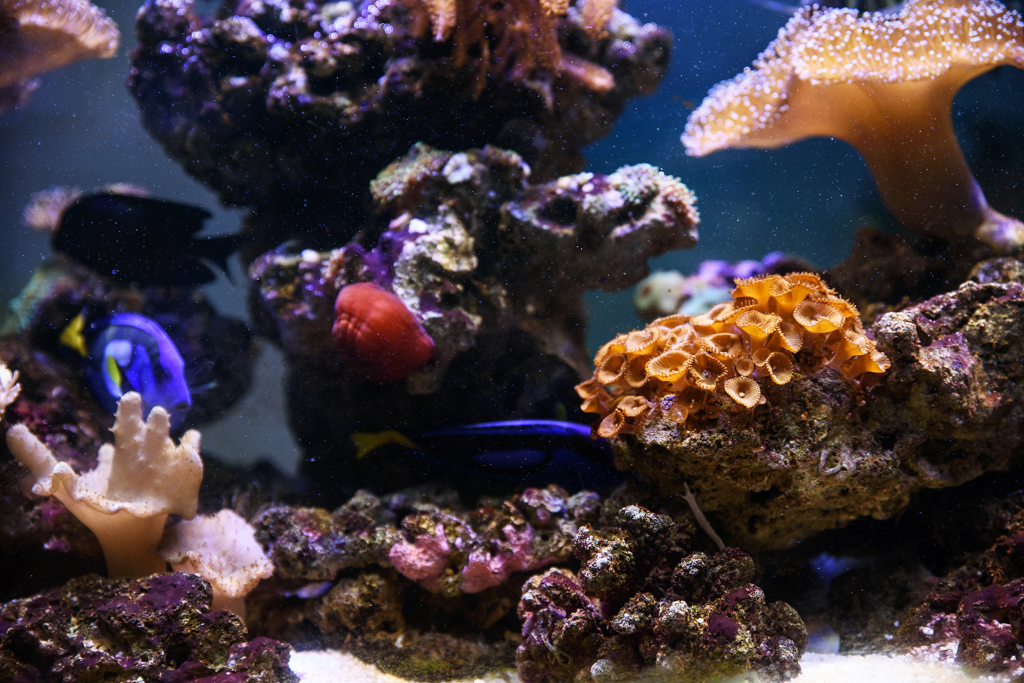 tropical fishes swimming between corals
