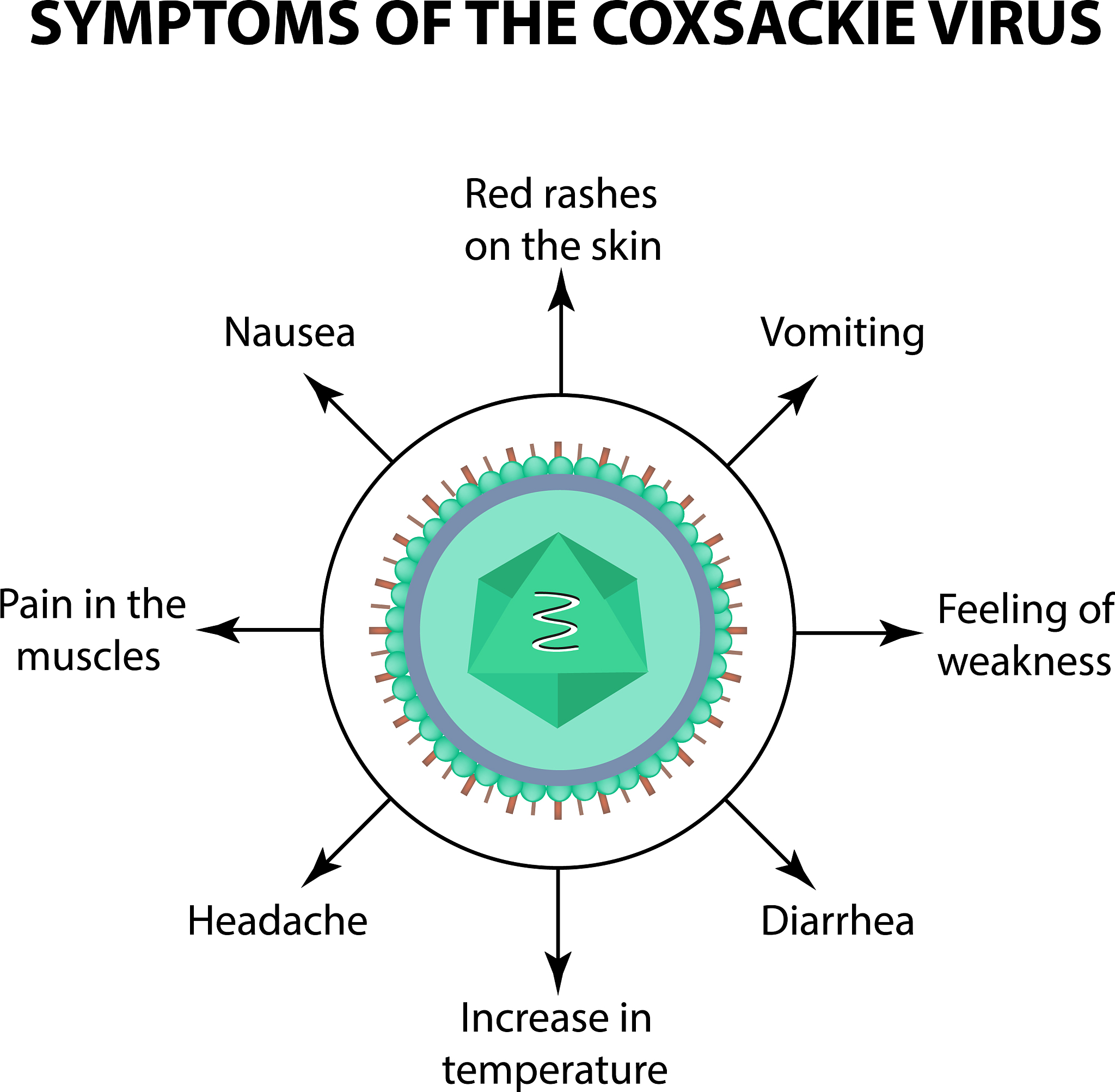 将以下文字翻译为英文并润色。PBC 是一种慢性、胆汁淤积为特征的自身免疫性肝病 主要累及 40-60 岁女性表现为乏力、瘙痒、黄疸等其病程可持续数十年之久1 2。其发病原因尚不明确普遍被认为是遗传、炎症和环境因素共同作用所致。病理特征是门静脉区淋巴细胞浸润胆管上皮细胞被破坏并产生抗线粒体抗体 Anti-mitochondrialantibodyAMA导致肝内胆汁淤积并最终造成肝硬化3。AMA 在