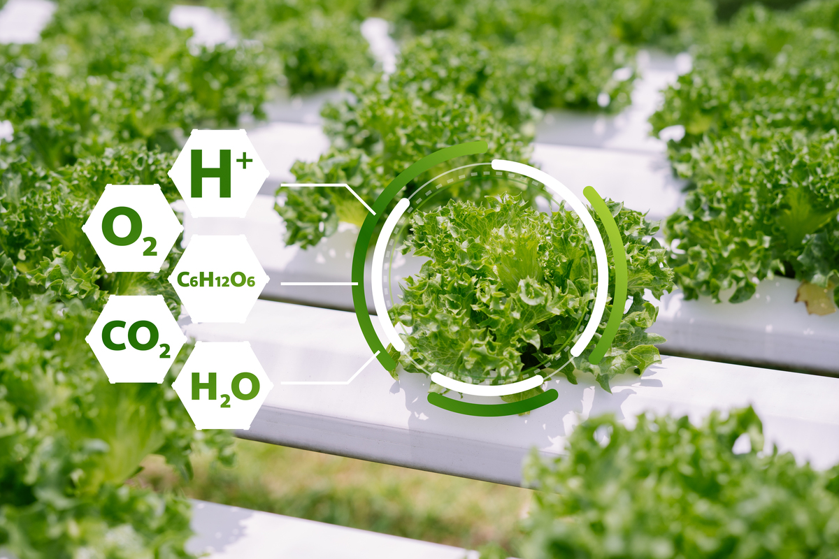 植物化学保护的挑战与发展方向：抗药性、环境友好型方法和技术创新