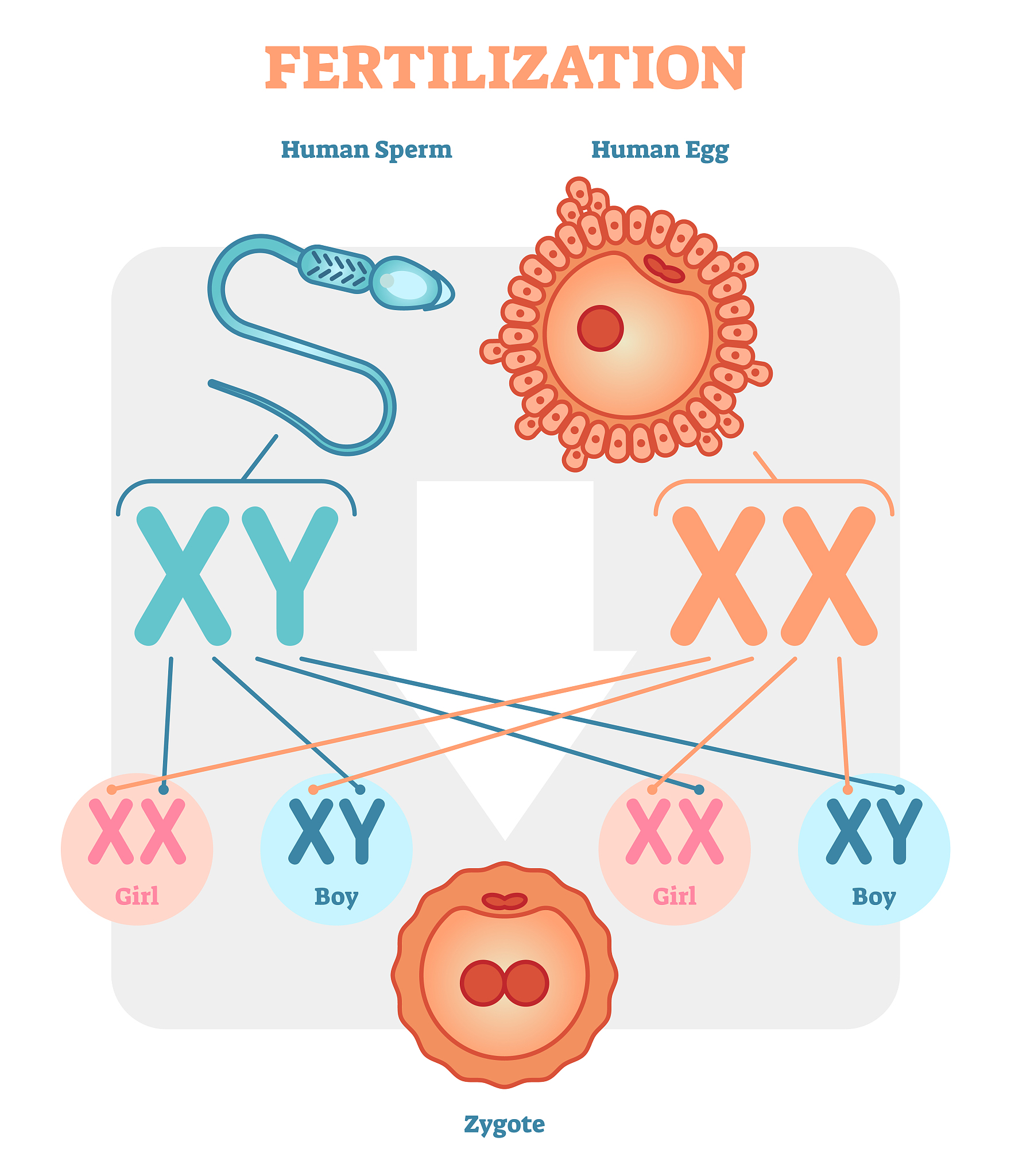 REPRODUCTION FERTILITY AND DEVELOPMENT期刊研究范围详细介绍？