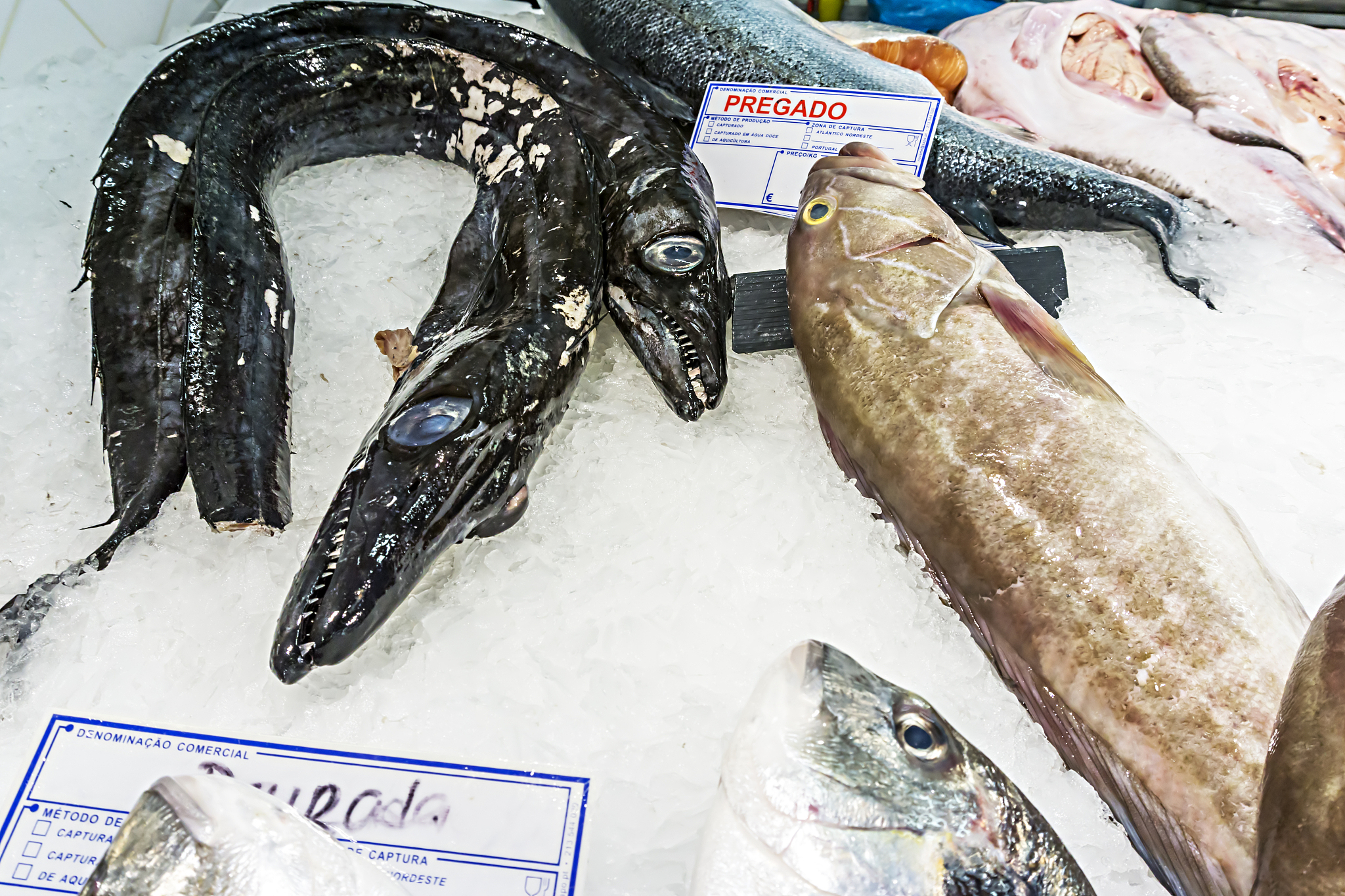 列出以下鱼类的学名、分类地位及特征①江团②黄鳝③鲈鱼④大黄鱼⑤带鱼⑥金枪鱼