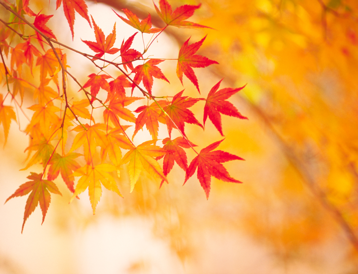 标题：枫树叶子 写一篇800字文小学作文