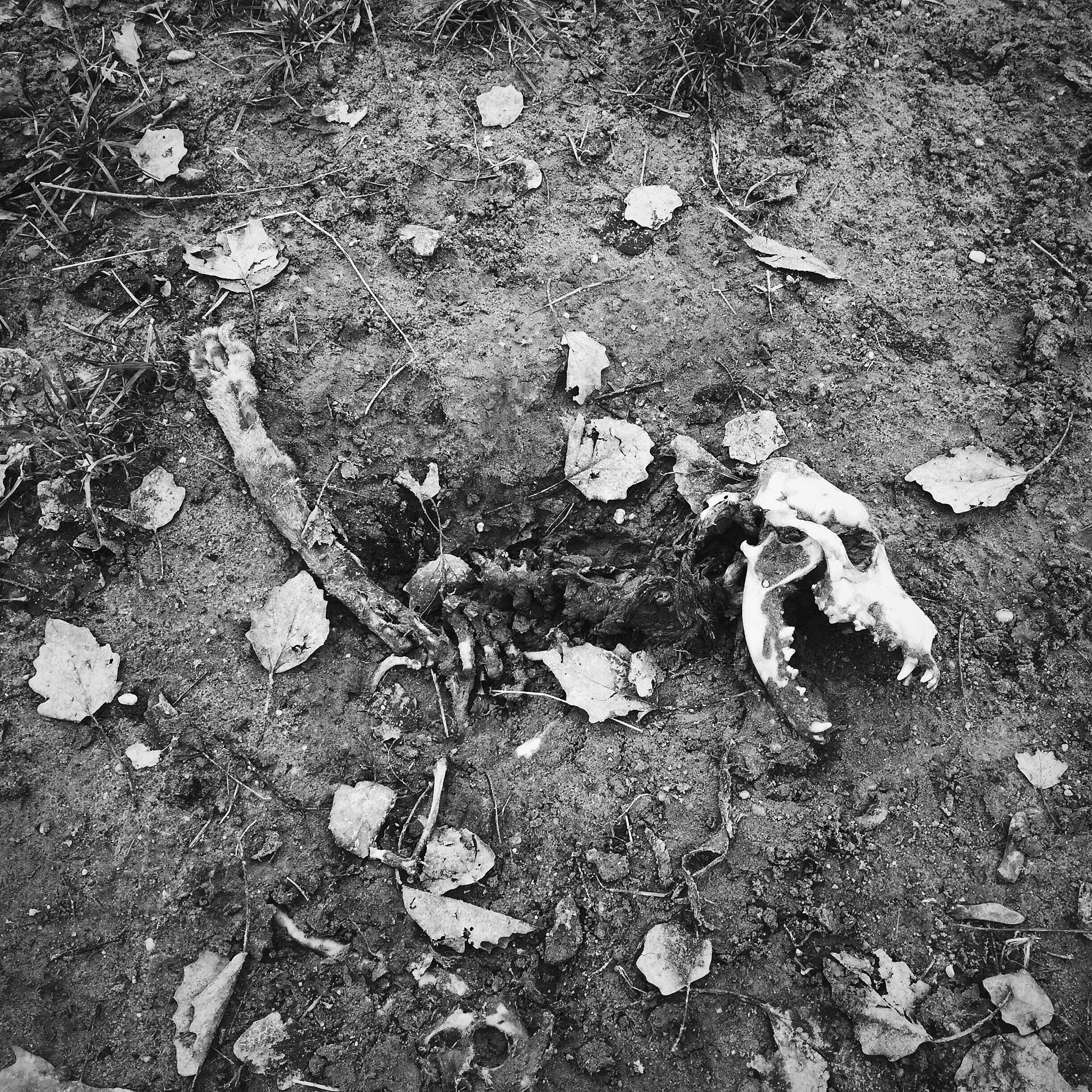 high angle view of dog skeleton on field