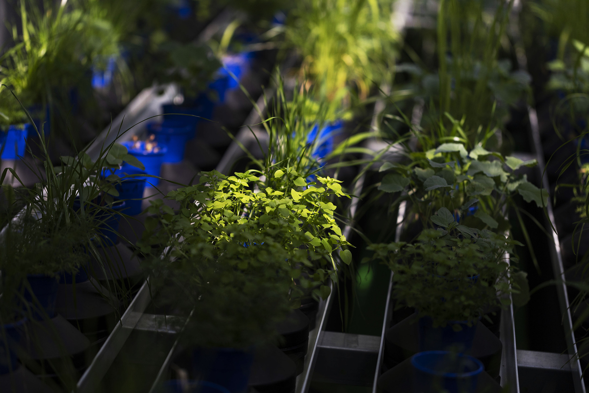 帮我翻译：此研究为A可能是一种除草剂提供了证据