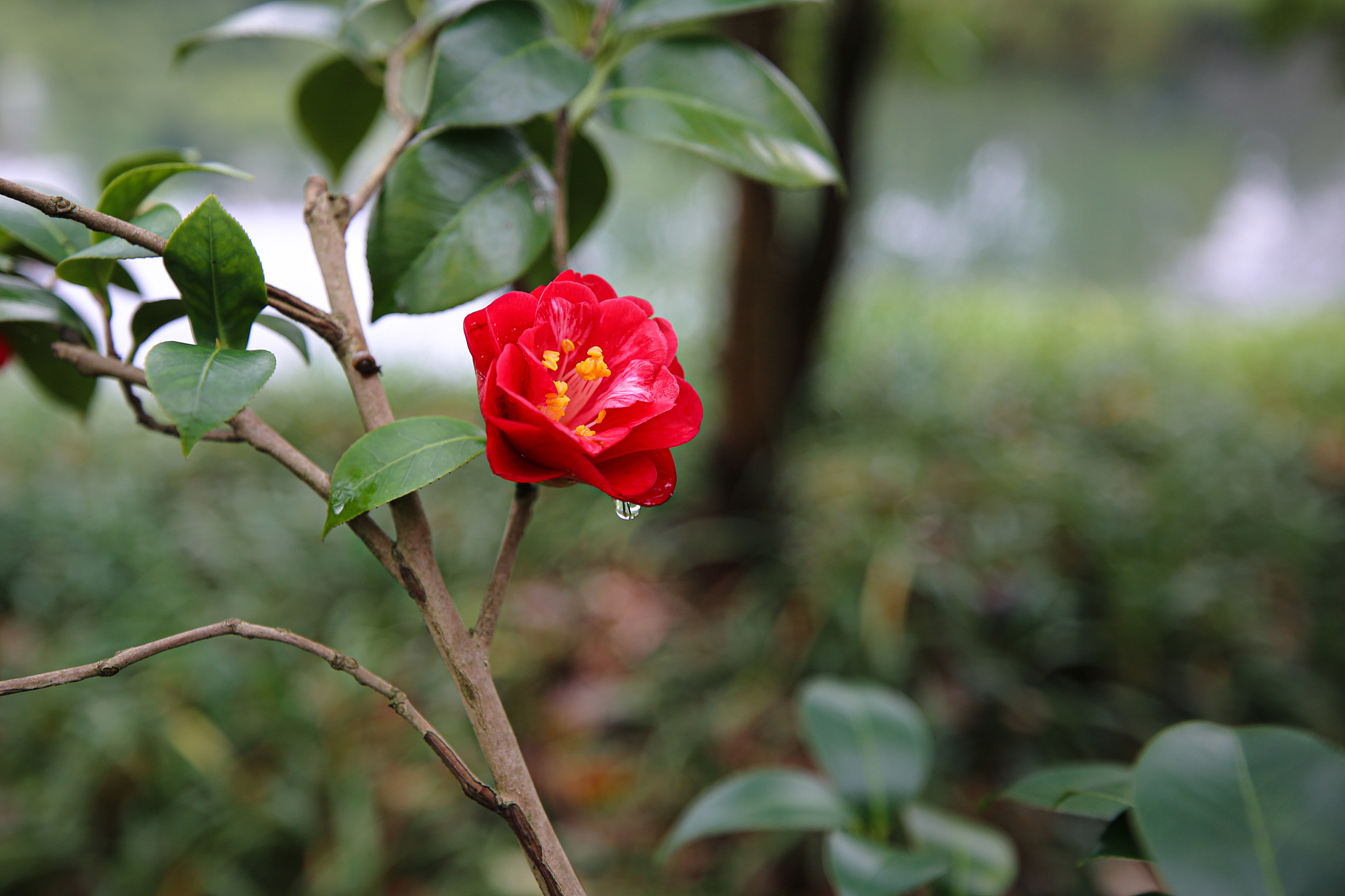 山茶花花语是什么