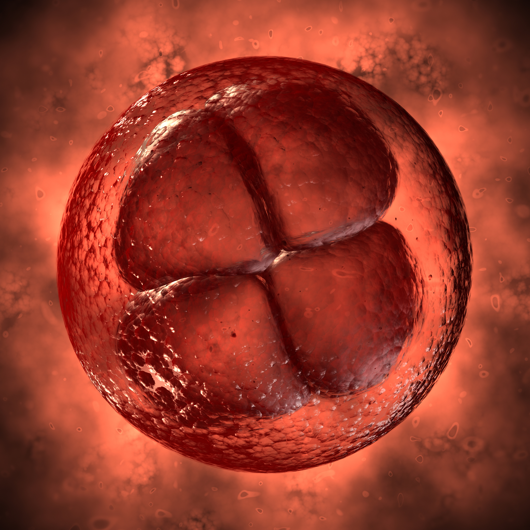 精子或卵细胞受精后直接进行分裂吗