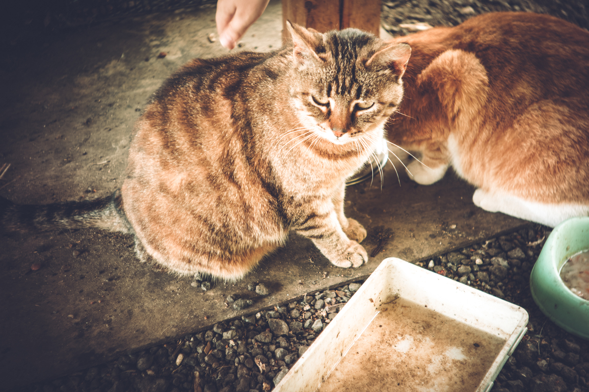 猫埋猫粮是什么原因