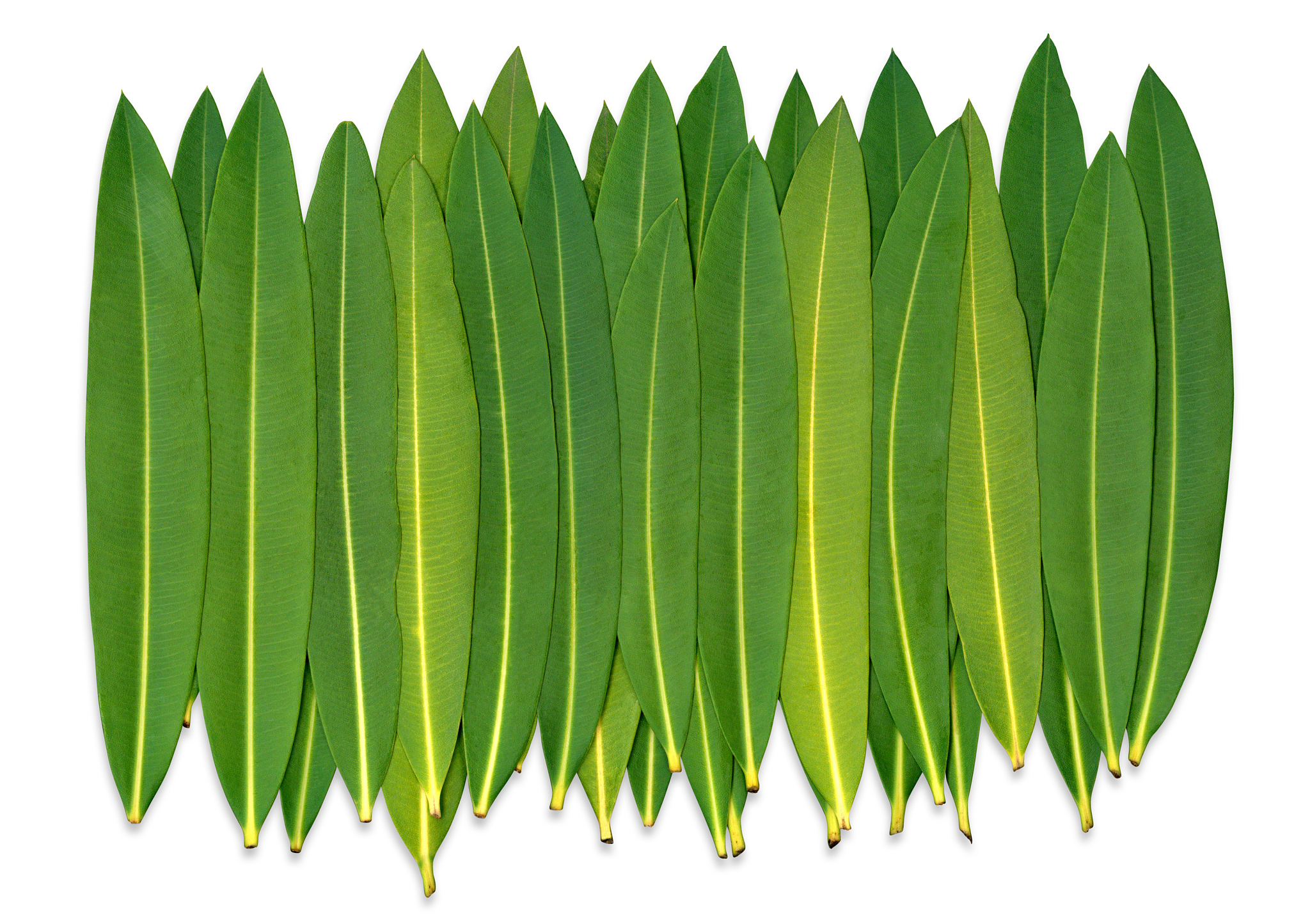 oleander leafs