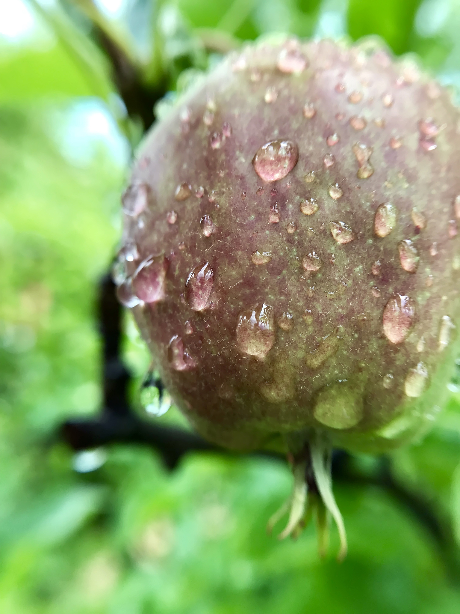 苹果霉心病：病因分析及防治方案