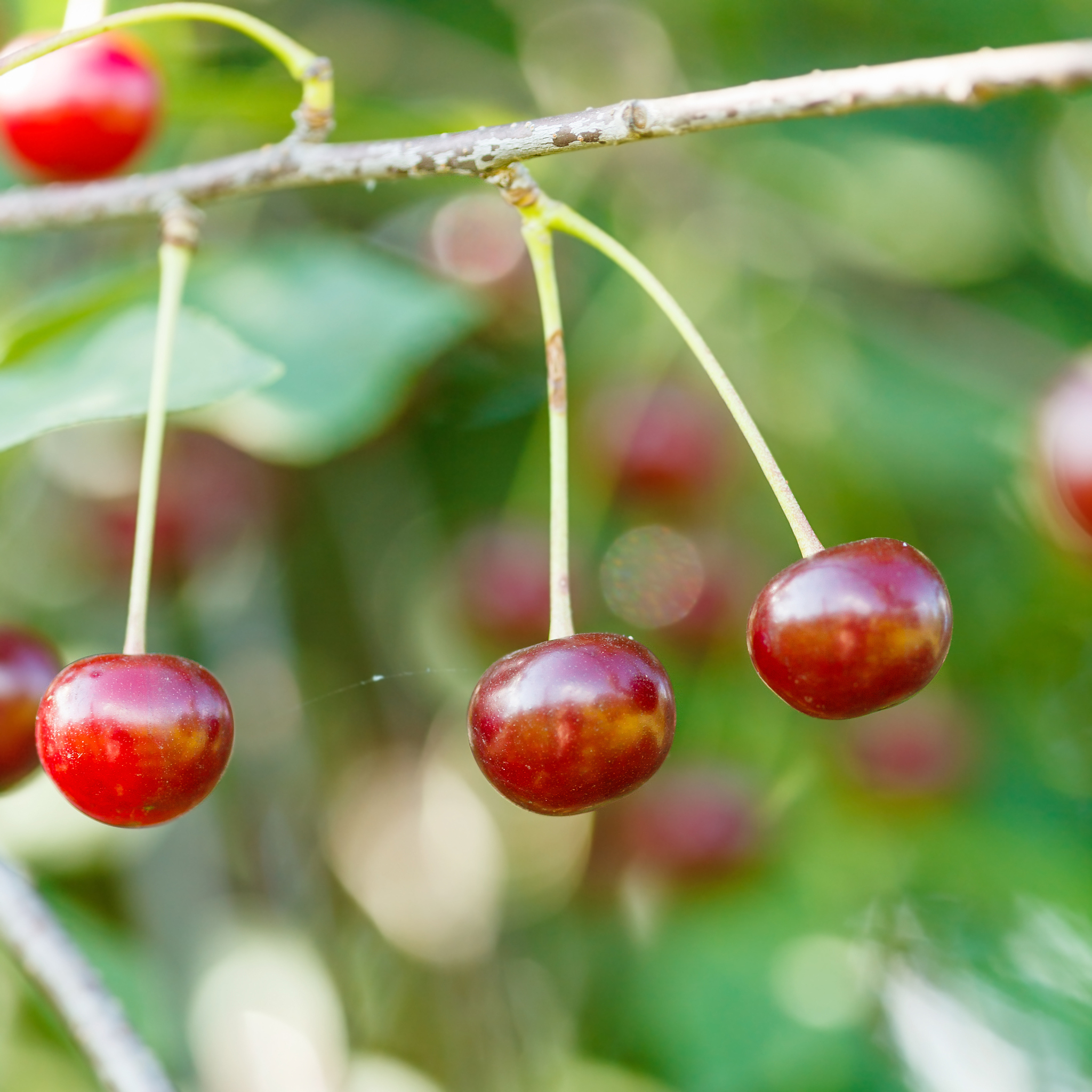 three red cherry ripe fruits close up on tree