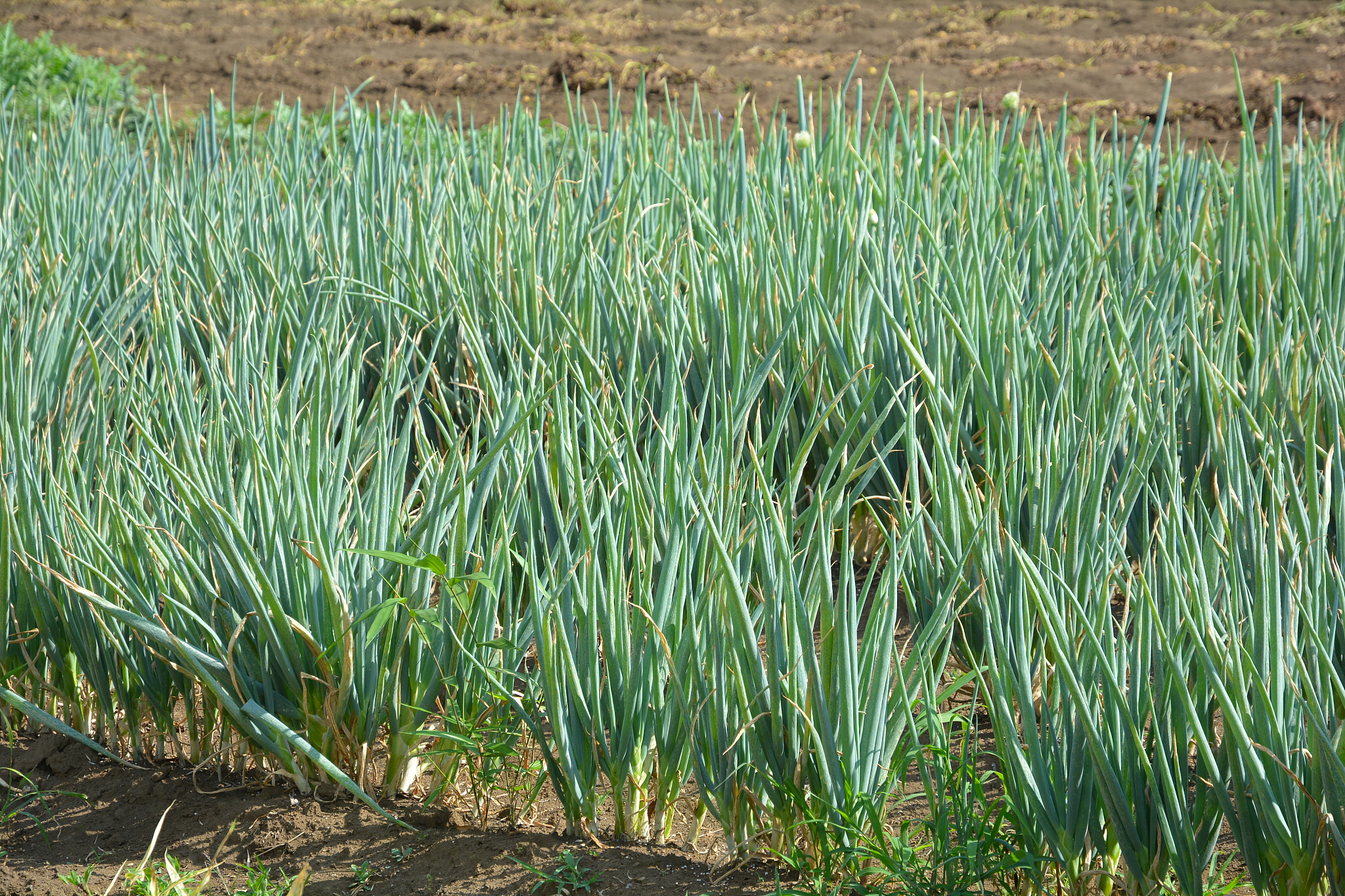 spring onion