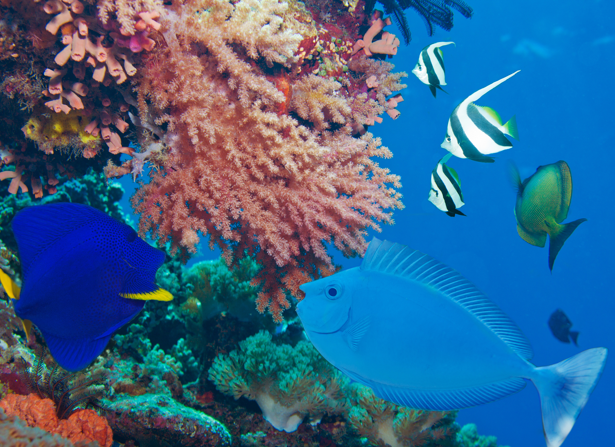 colorful underwater world