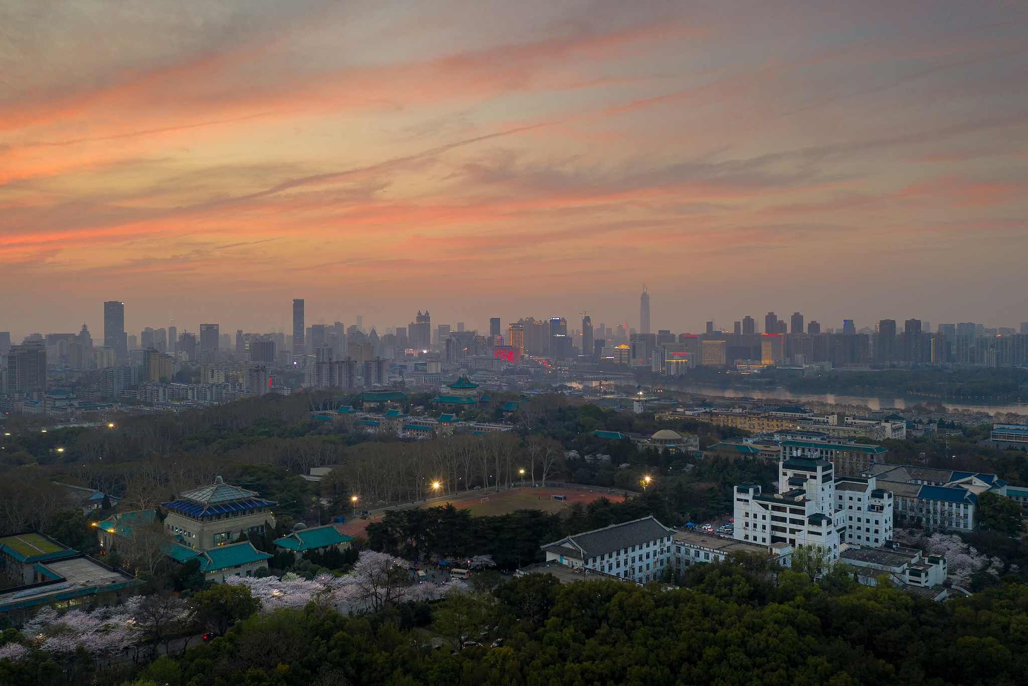 武汉大学樱花