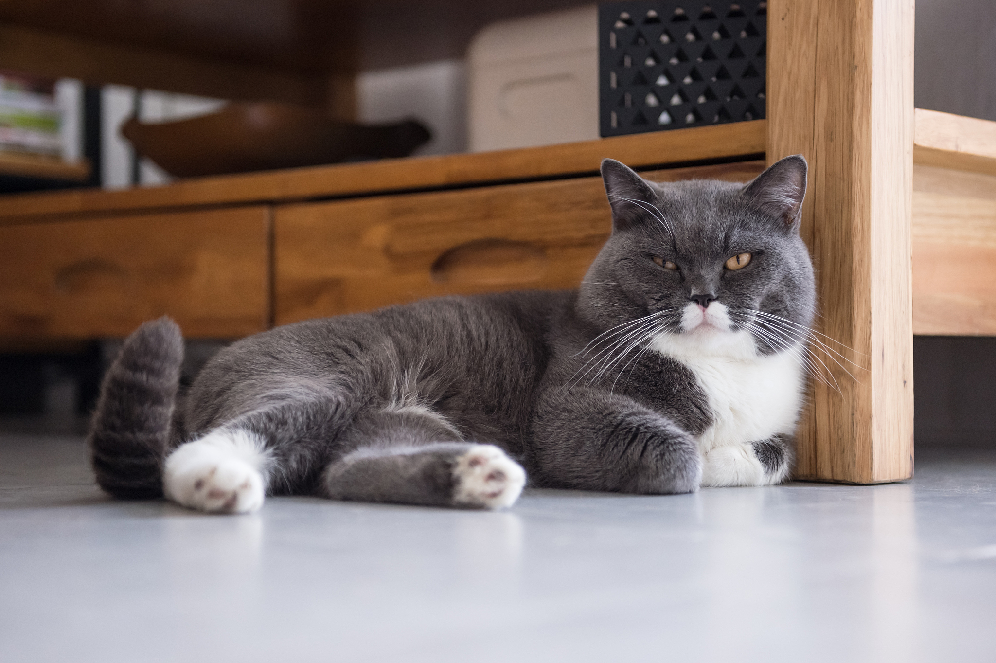 the gray british cat