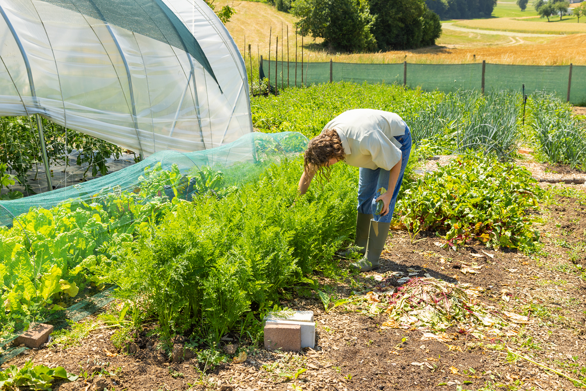 春季农业计划：Sigma AgriScience Foundation Program 助力您取得成功