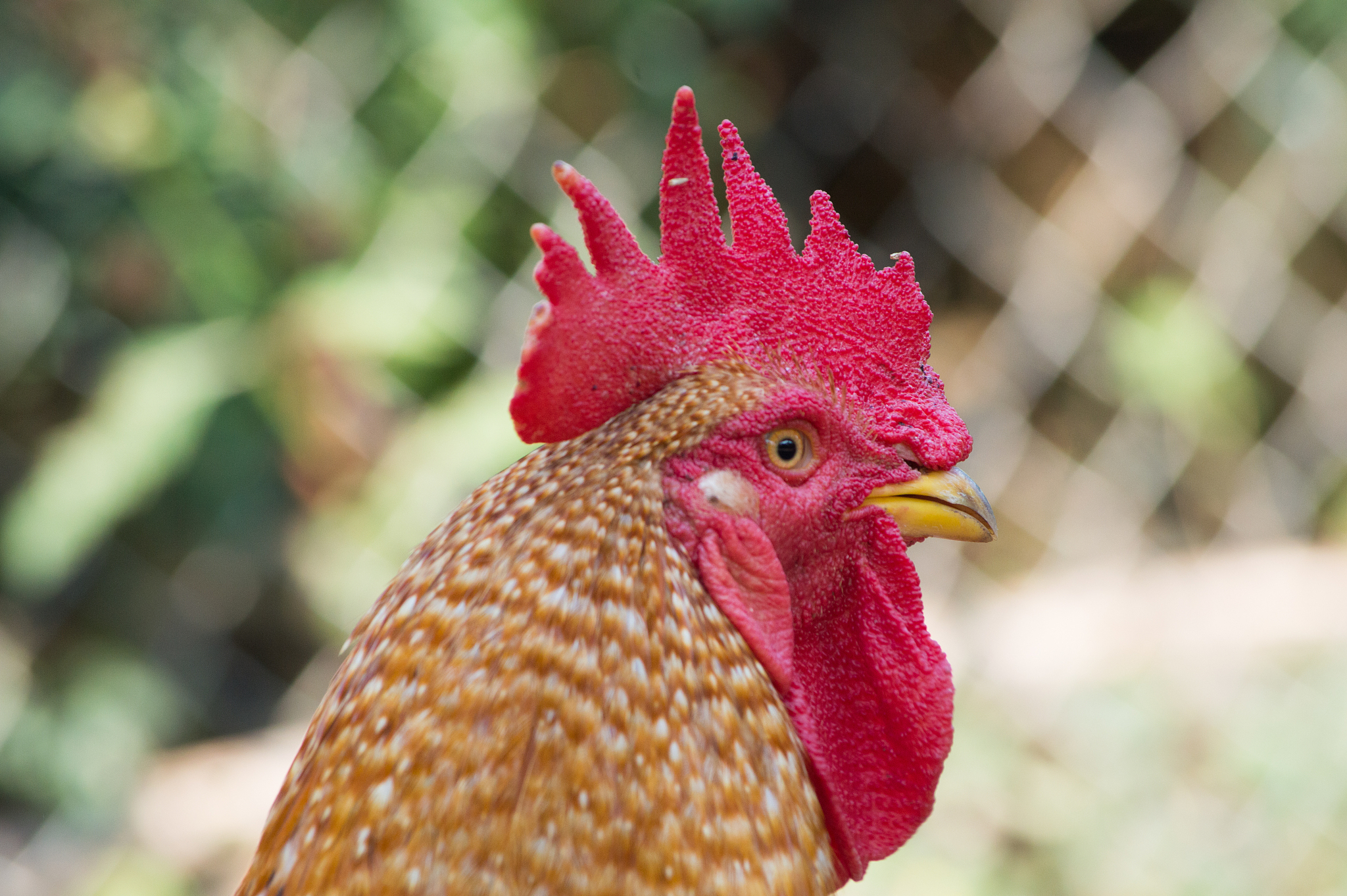 chicken images