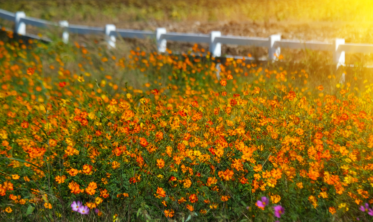 包含花路的短句