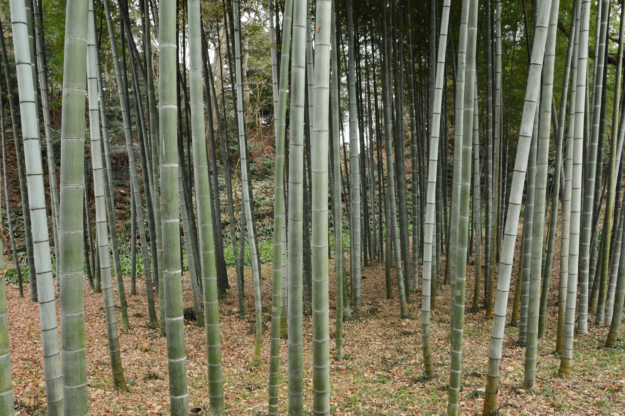 the bamboo forest