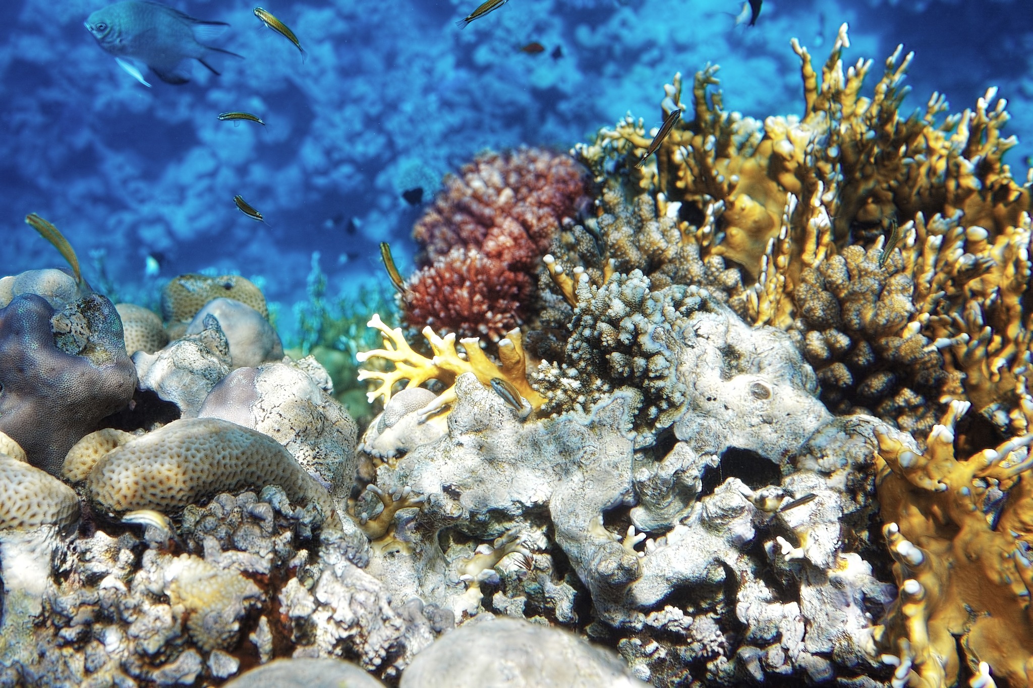 coral and fish in the red sea.脨隆nidarians.egypt