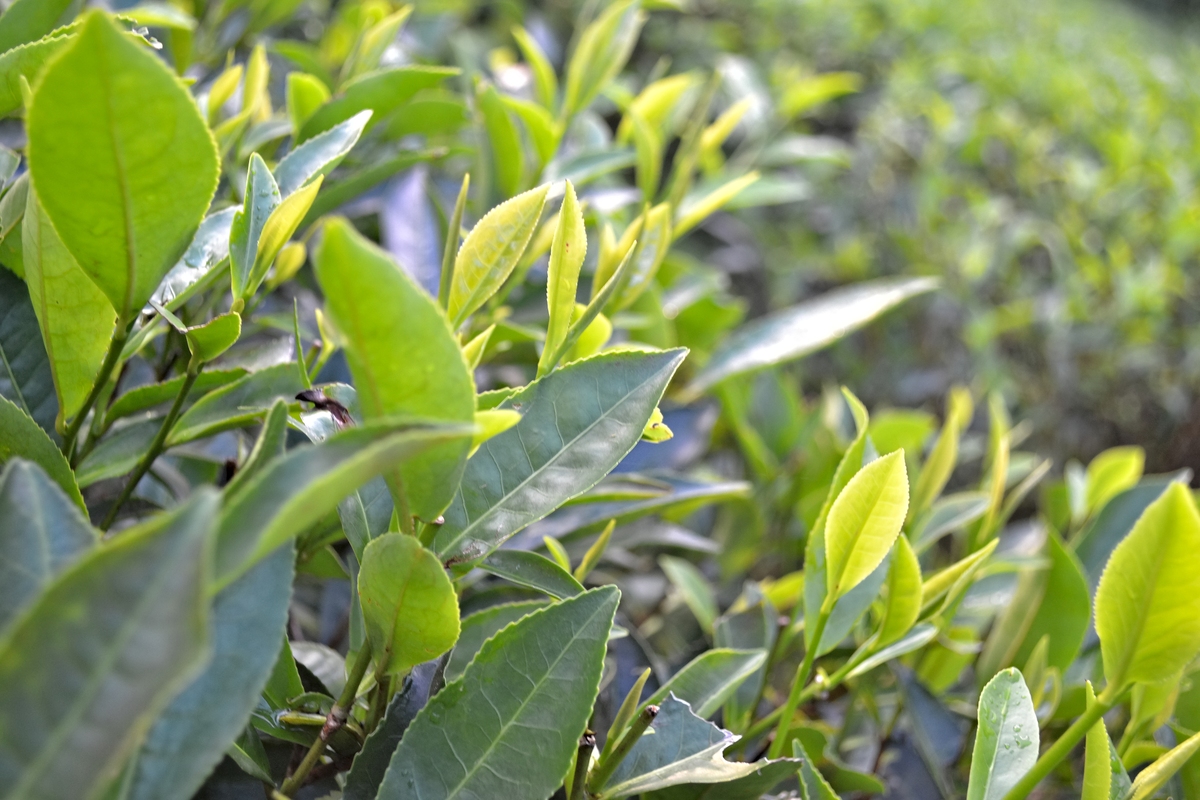 茶树品种介绍