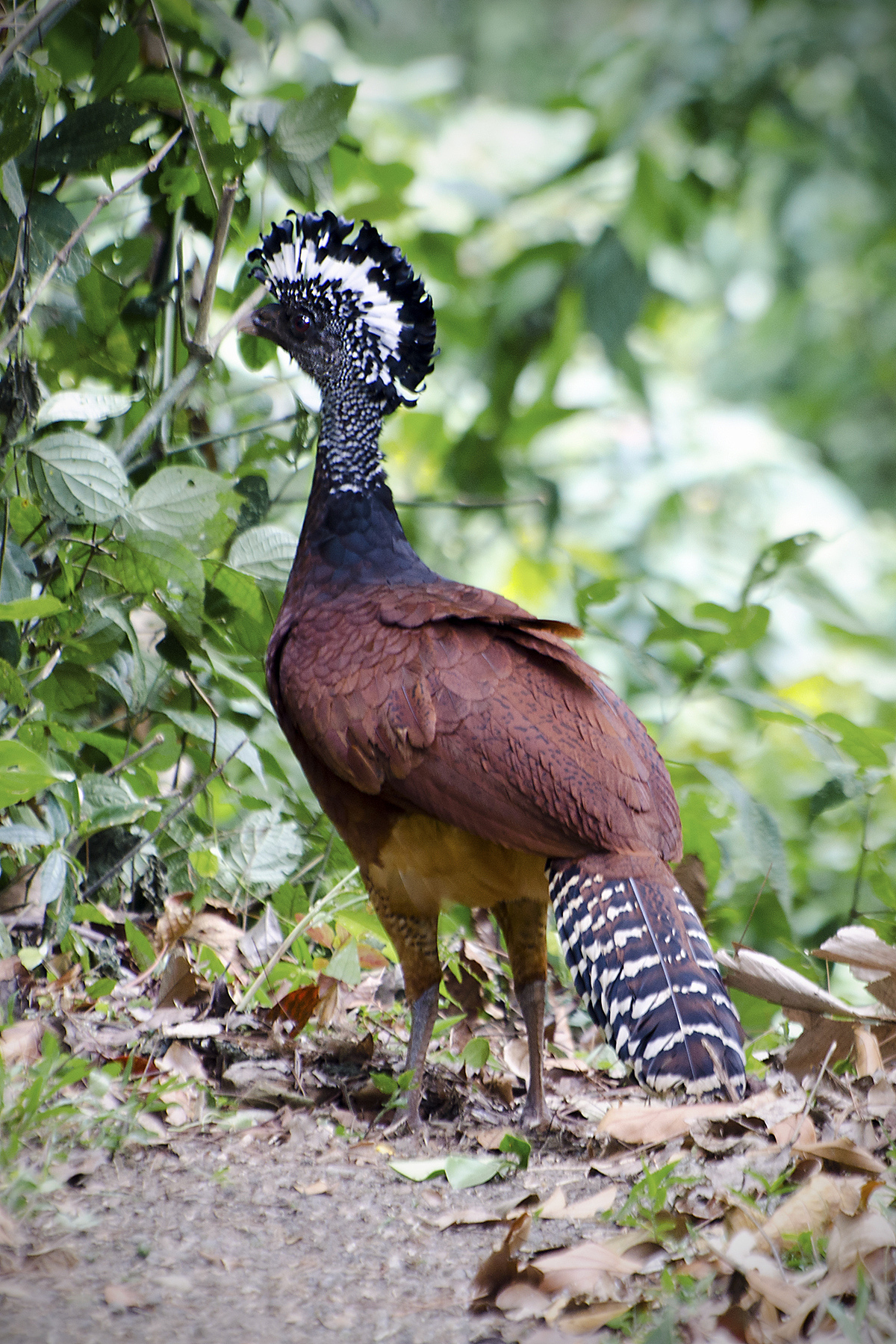 海南特有可爱能互动的动物
