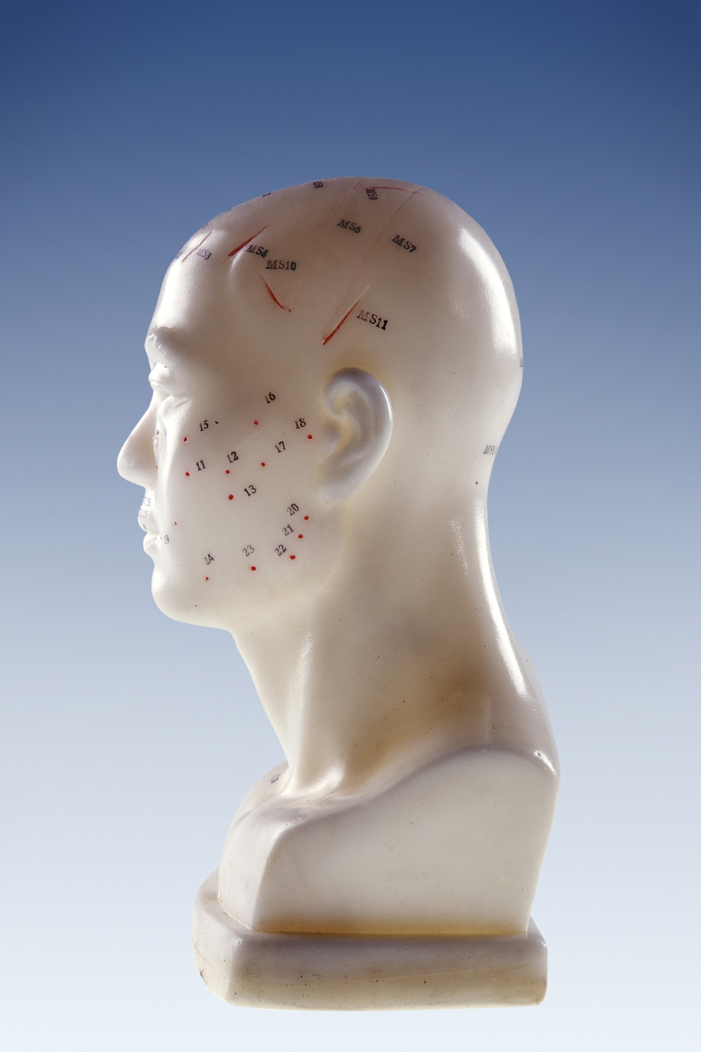 model of a head