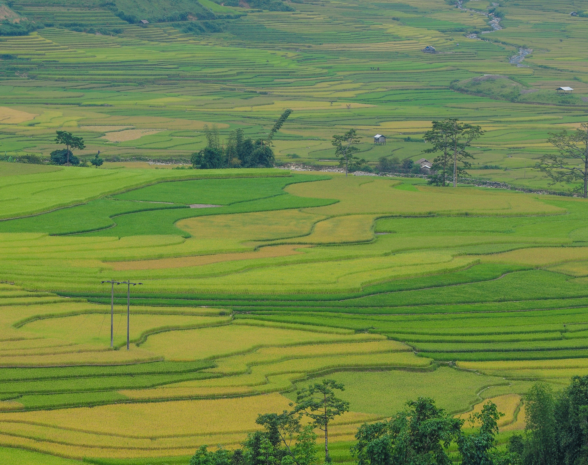 rice terrace fields in sapa, northwest vietnam