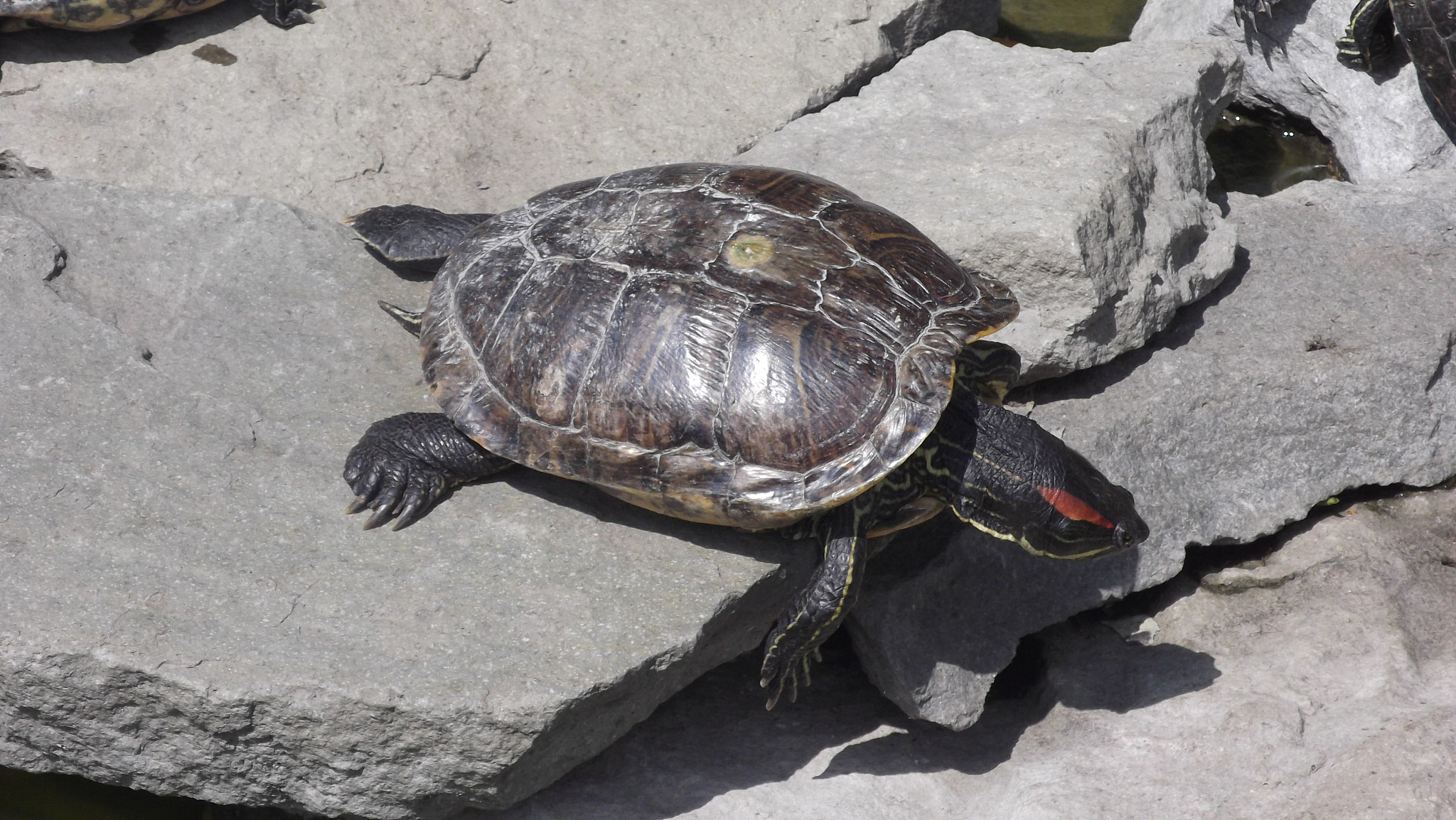 turtle