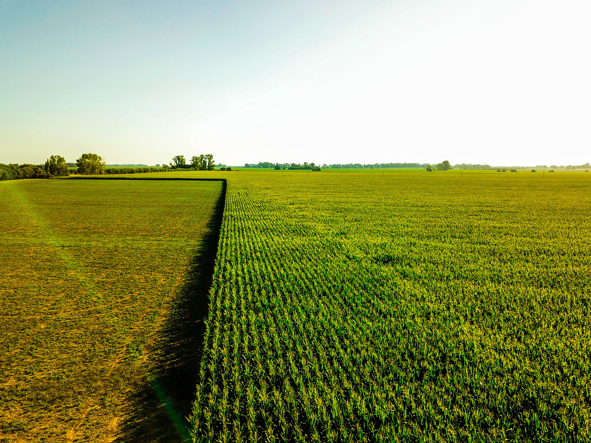 阿根廷玉米的普遍平均种植密度是多少帮我找到具体的参考文献