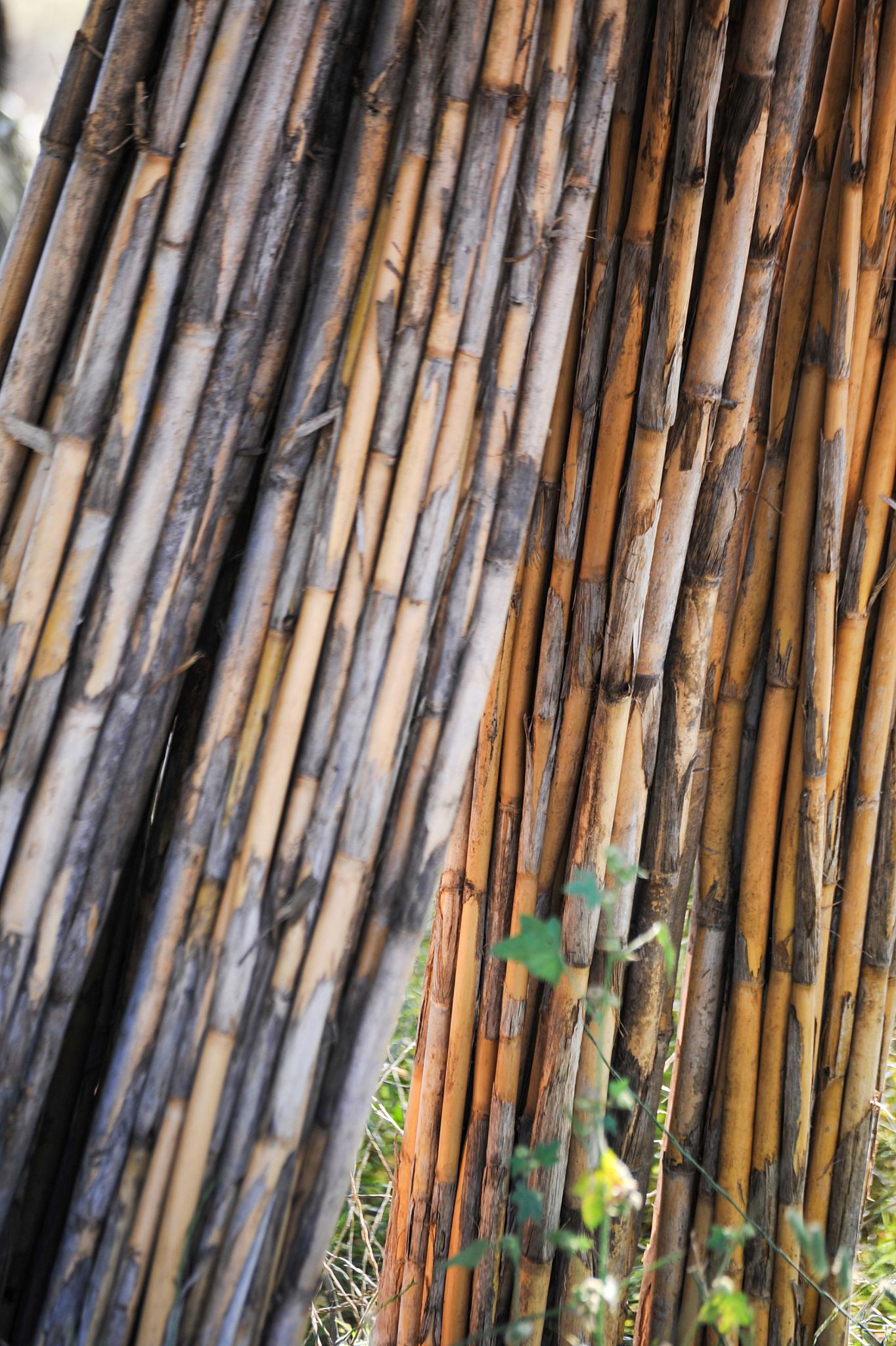 bamboo