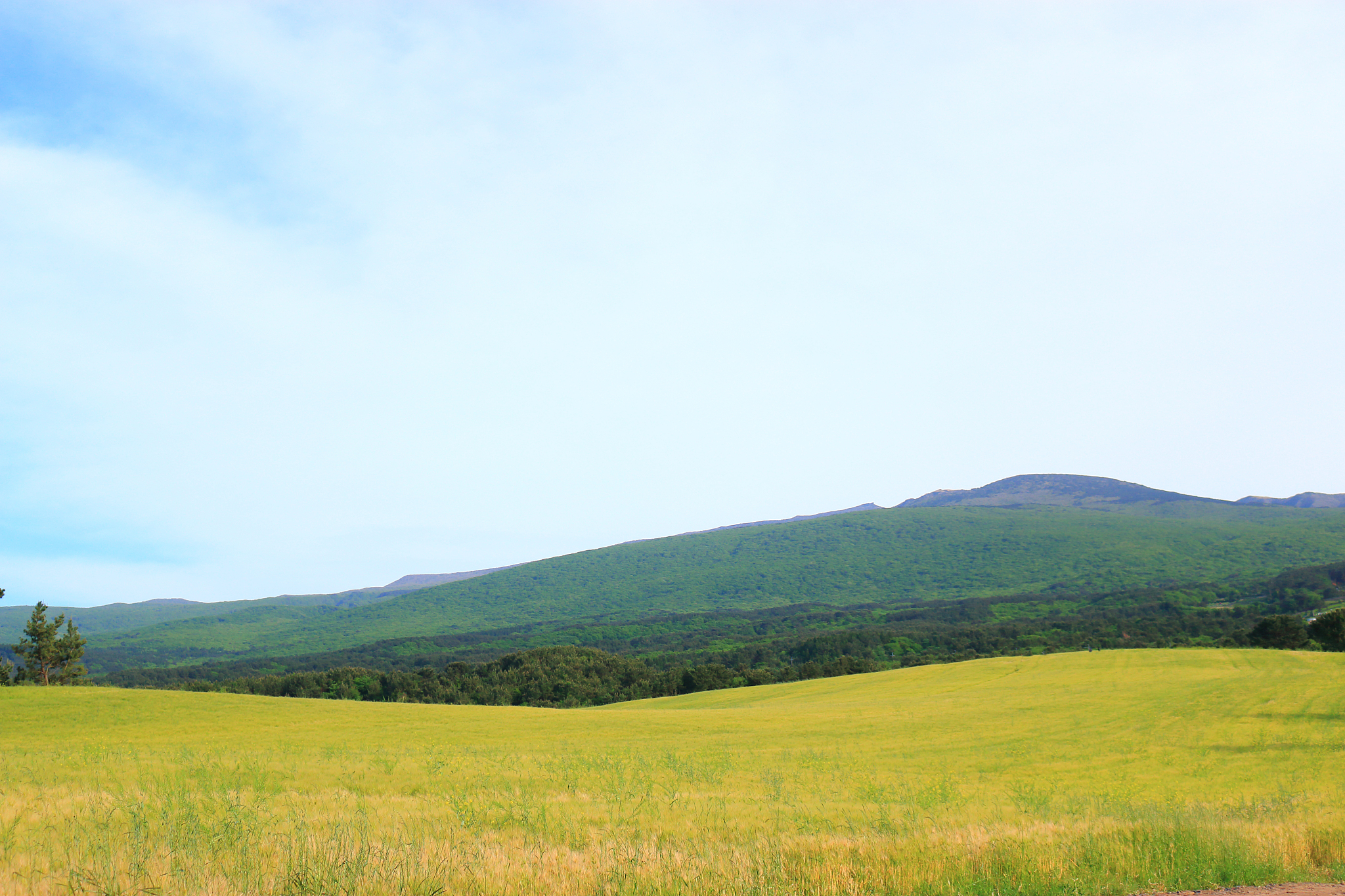 blue barley field, farming, field, field, middle mountain, rape 