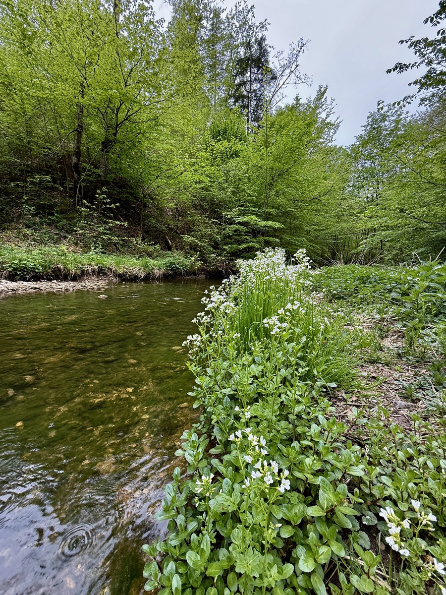 春天的小河：清澈、生机勃勃，我们该如何保护？