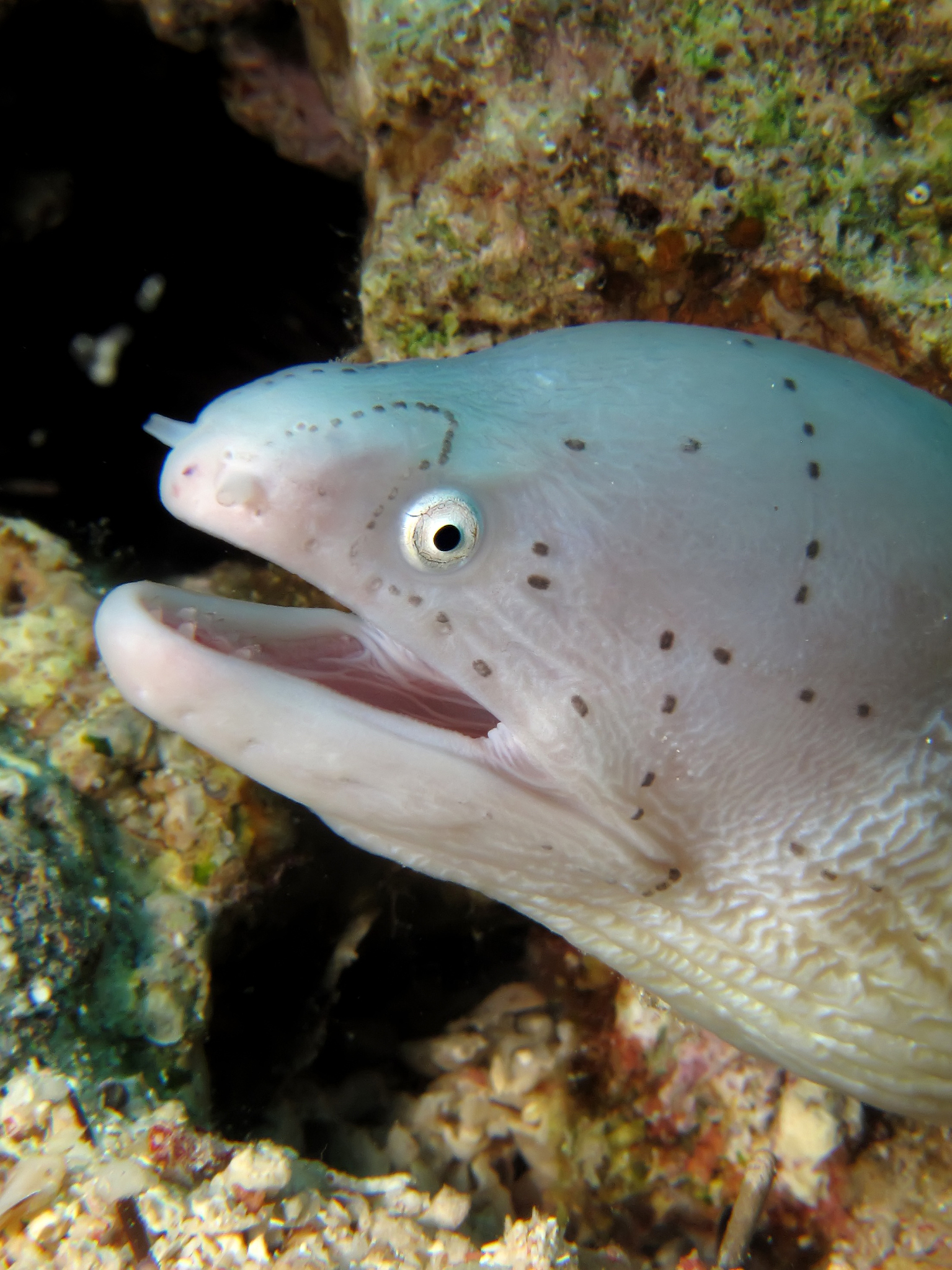 grey moray
