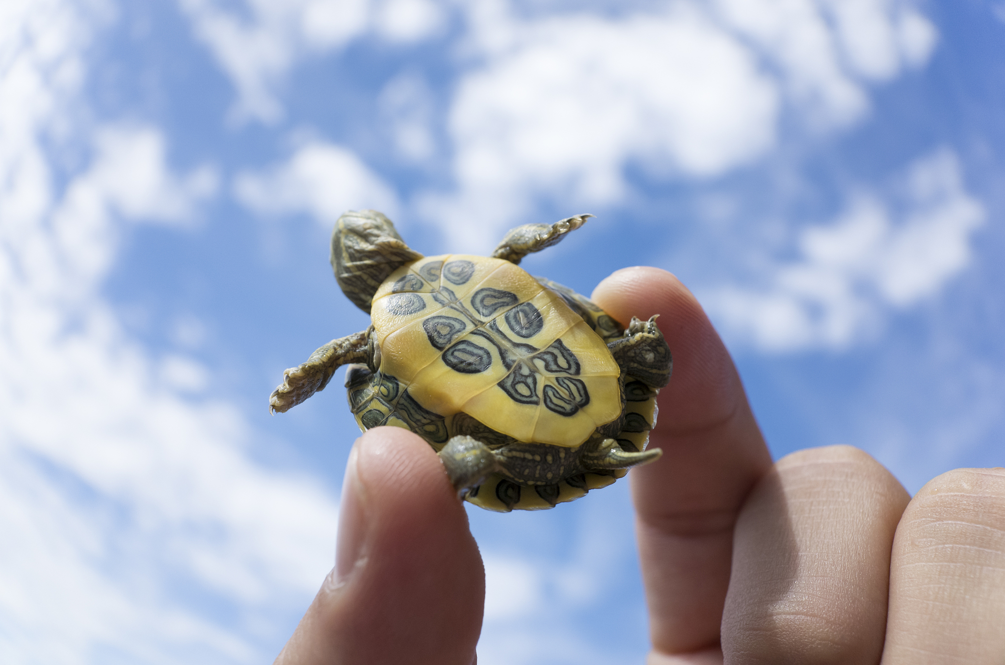 green turtle