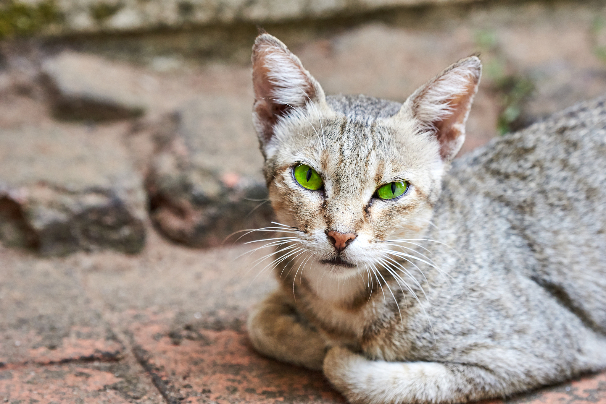 野生<strong>猫</strong>科动物,动物足,绿色眼睛,塞进去,在下面,短毛猫,机敏,灰色,毛皮