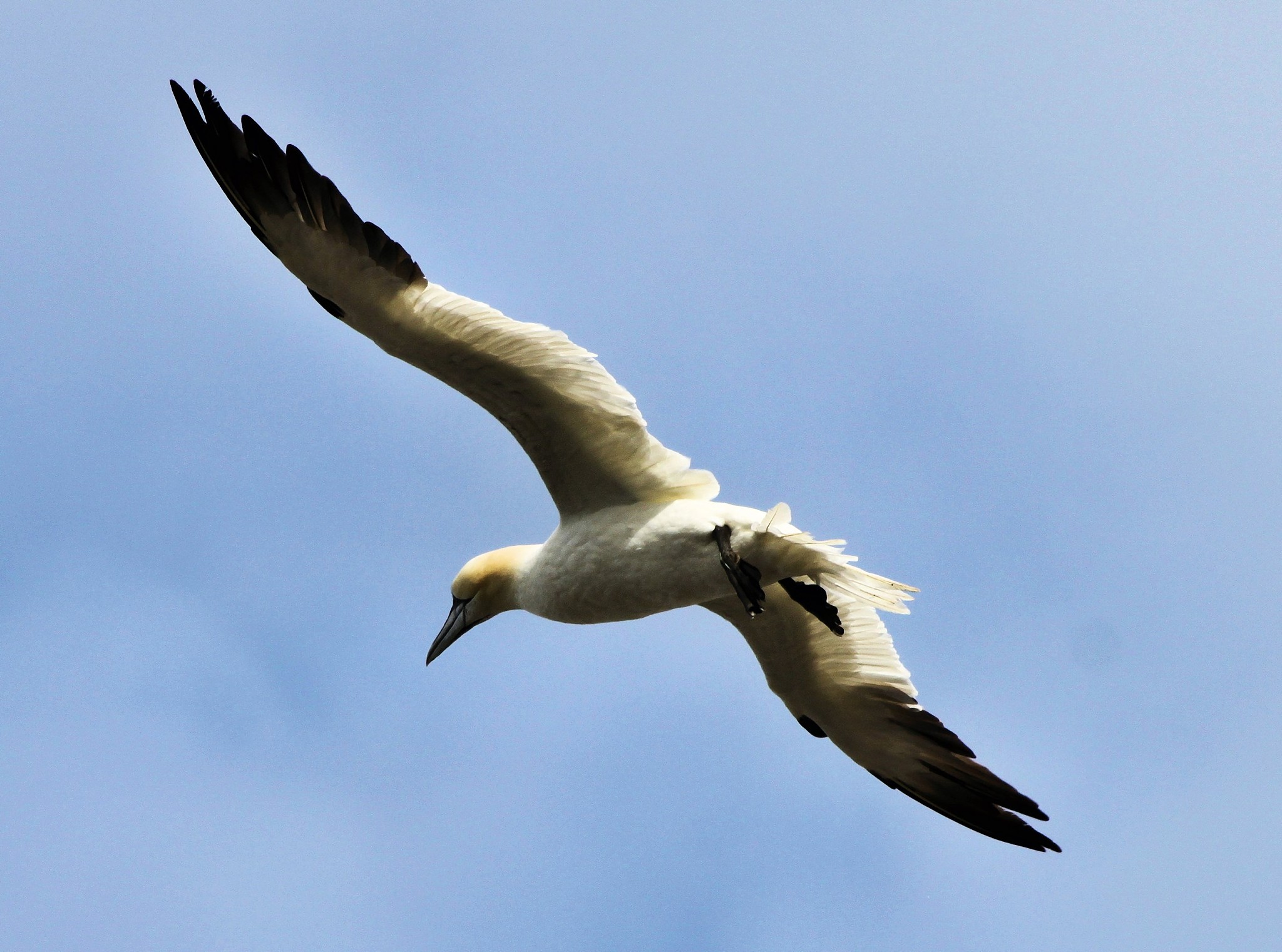 a picture of a gannet flying over bass rock in scotland