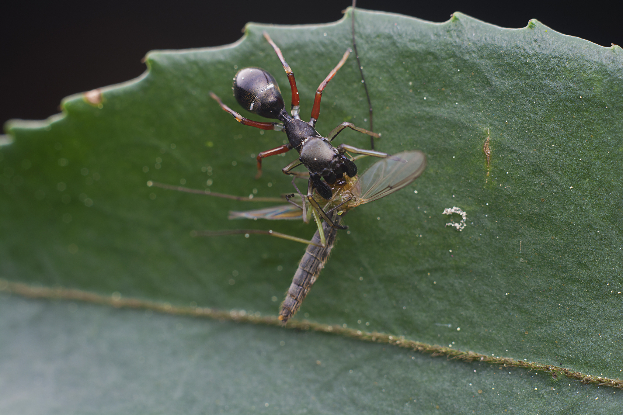 天敌昆虫资源的利用