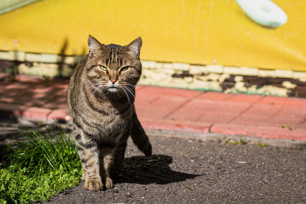 几例猫应激引起的下泌尿道综合征的诊断与治疗论文大纲包括问诊体格检查实验室检查诊断治疗