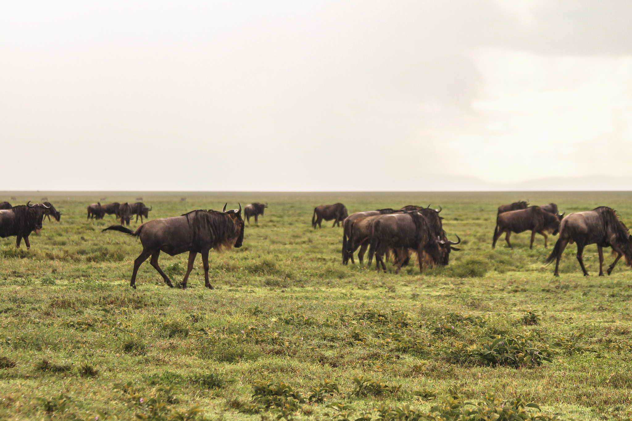a herd of wildebeest grazing