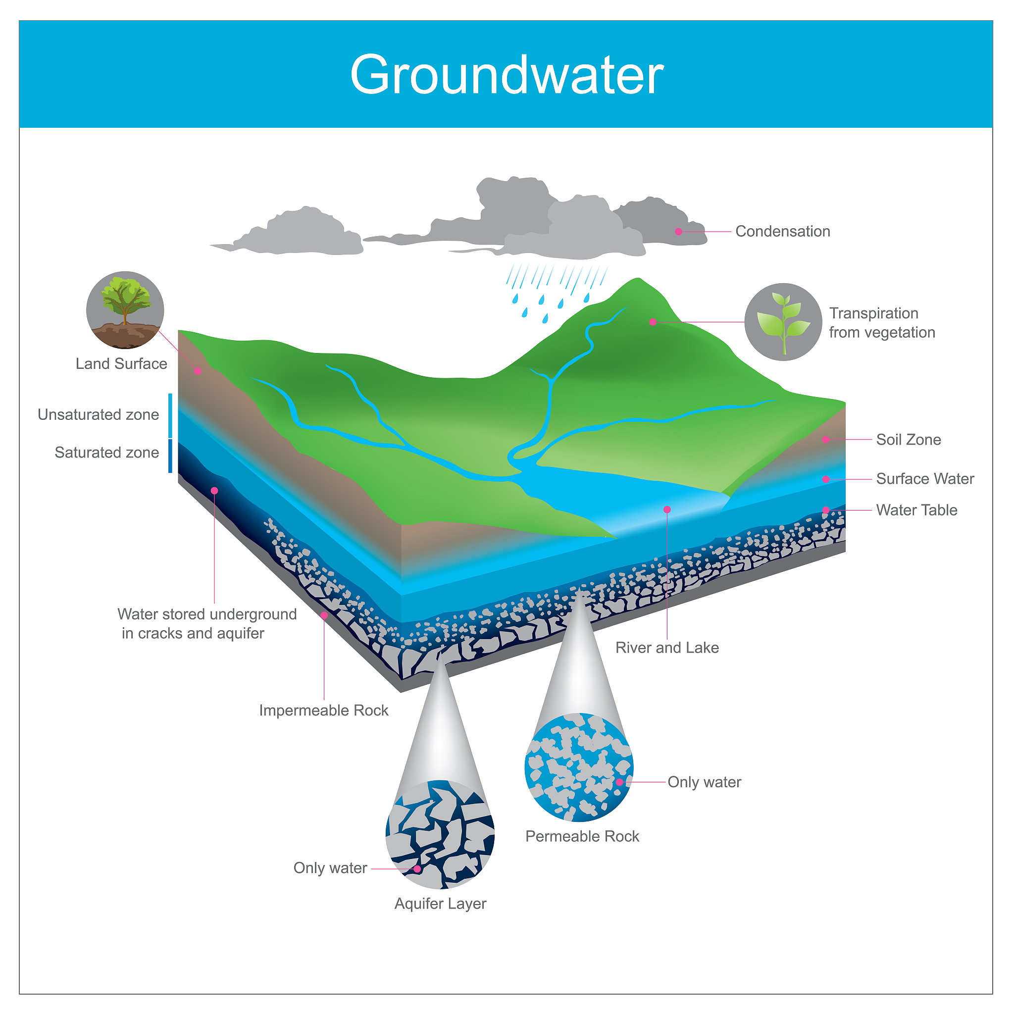以科技论文语言改写下面内容：Ion homeostasis is another important strategy for minimizing drought damage Drought causes imbalance in anions and cations in plants affecting water transport in plasma membrane and tono
