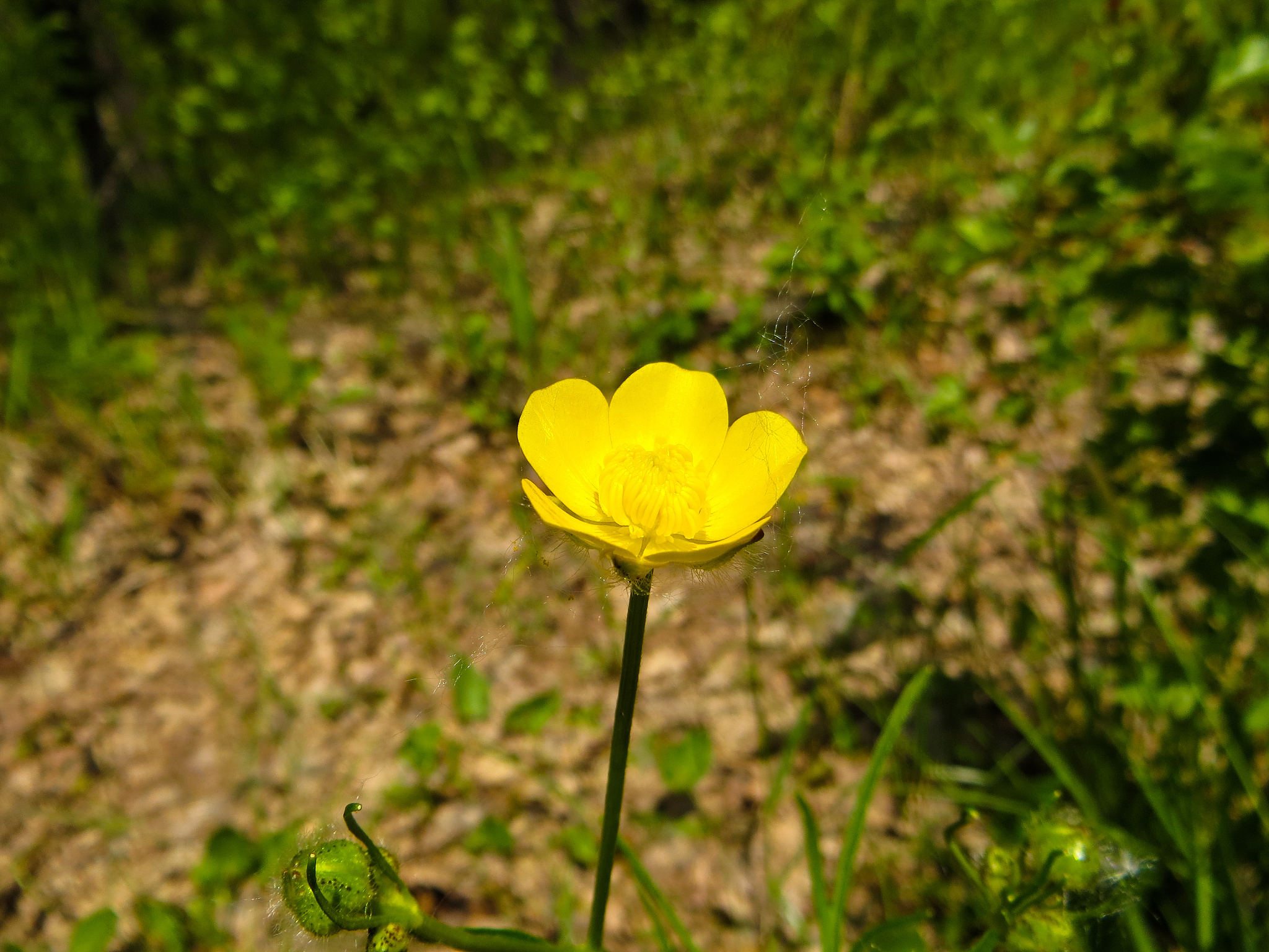 请翻译： When a ConfigMap is mounted as a volume to a container it generates two possible outcomes figure 142If the ConfigMap includes an embedded property file mounting it as a volume results in the prop