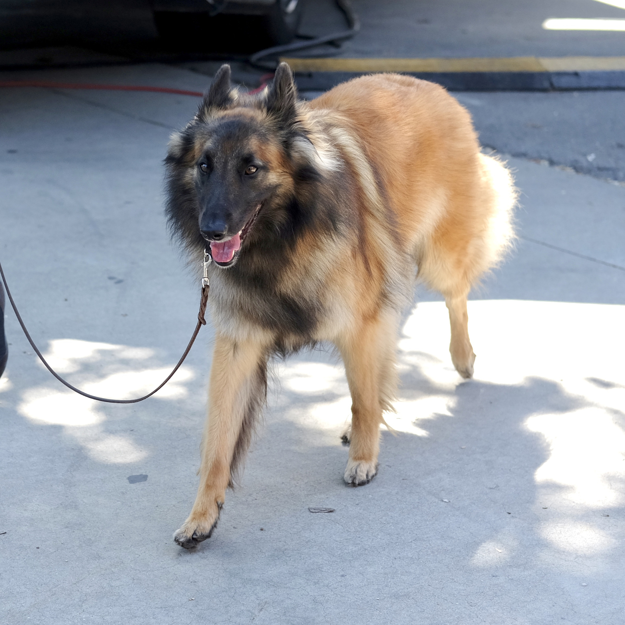 搜救犬负重能力：体重与训练的平衡